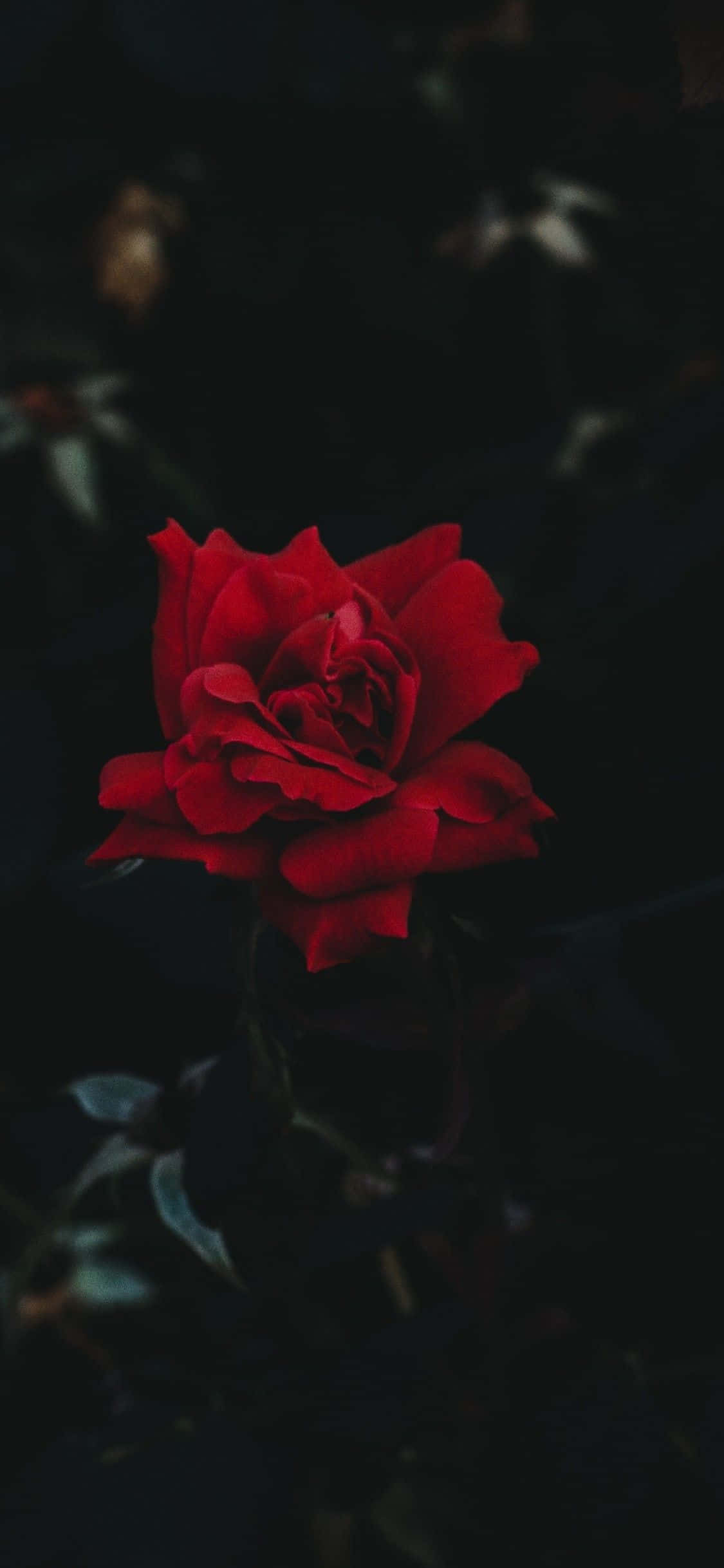 iPhone 11 Rød Rose Bakgrunner