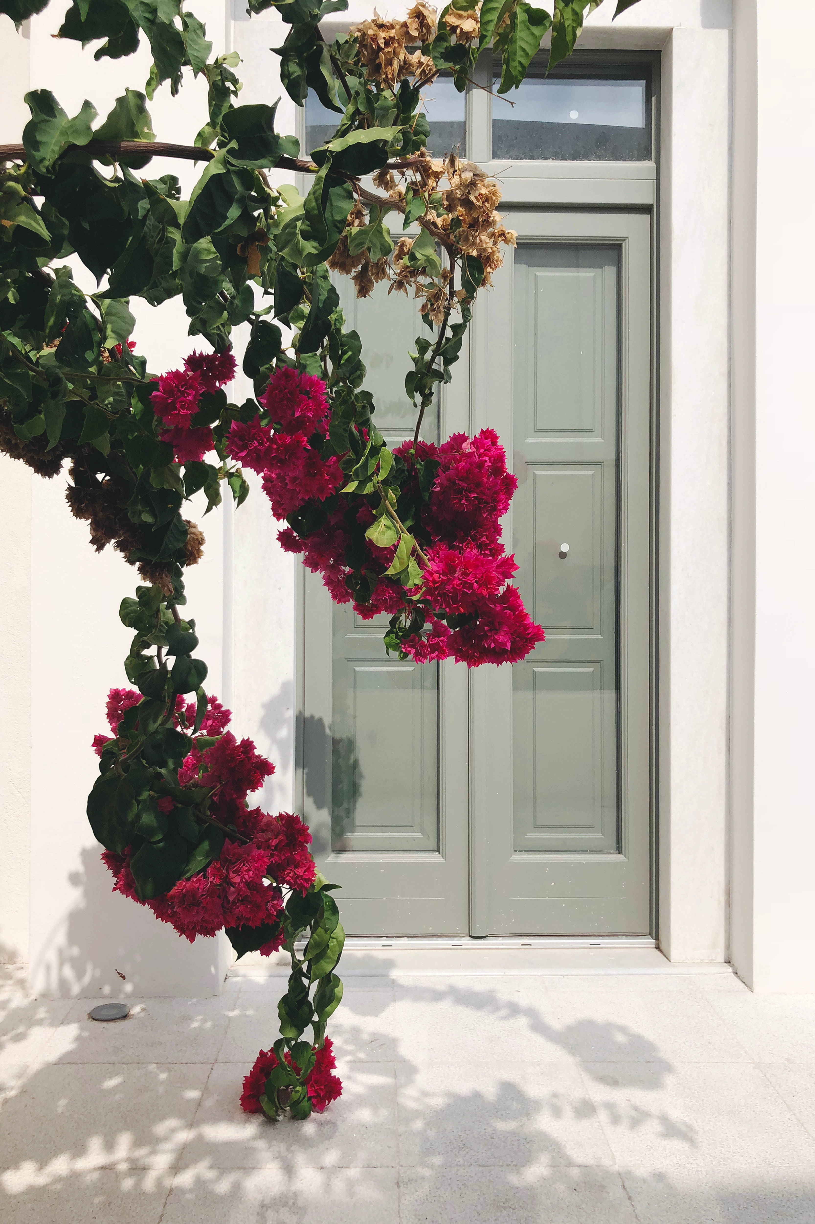 iPhone 8 Røde Blomster Bakgrunner