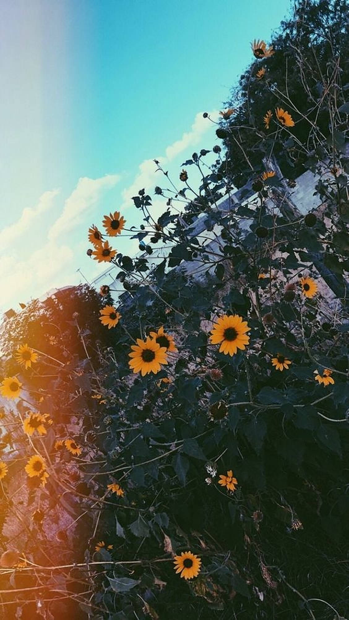 iPhone estetisk kamerabelysning blomster Bakgrunner