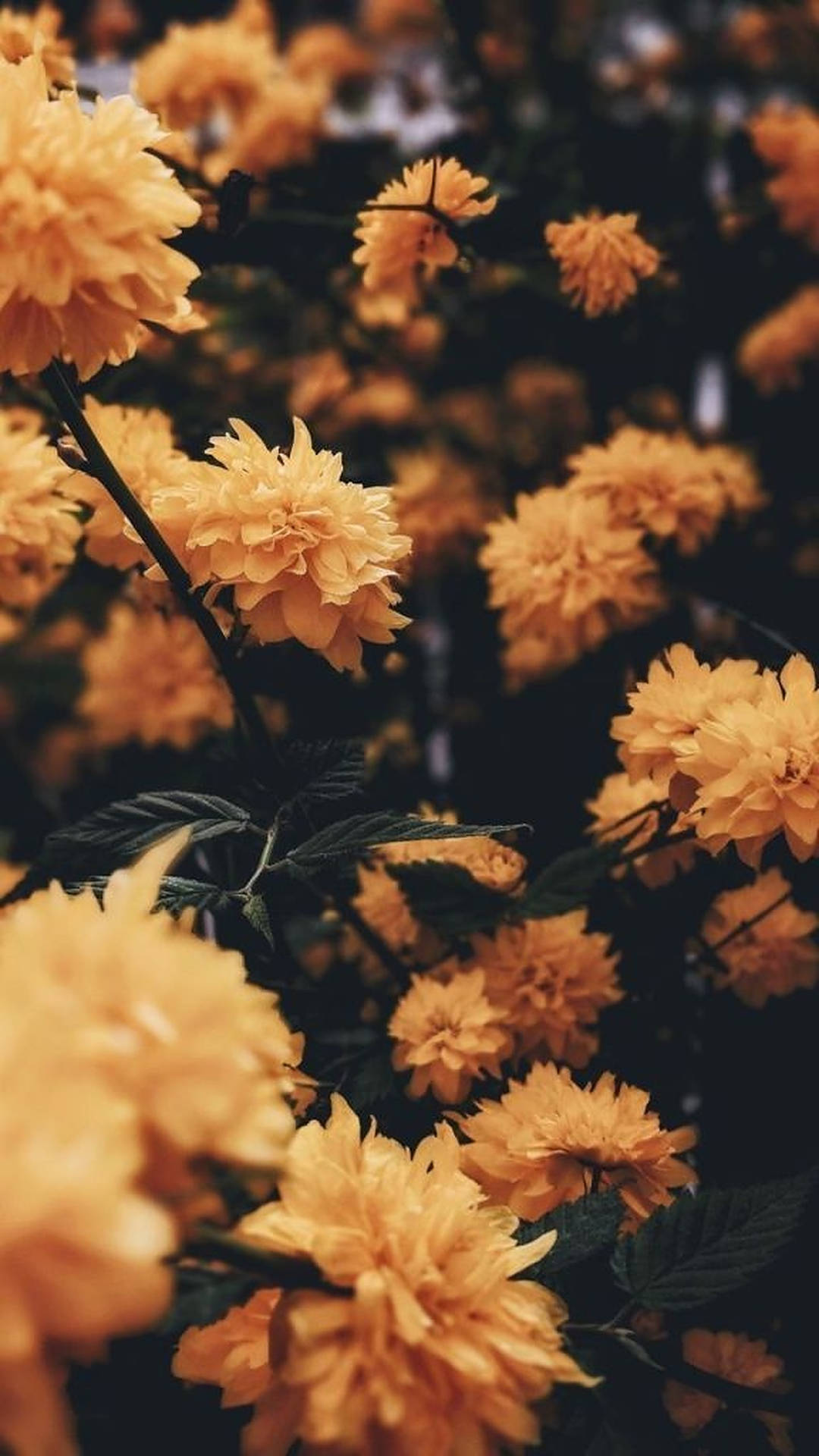 Iphone estetiske gule blomster bakgrunnsbilde