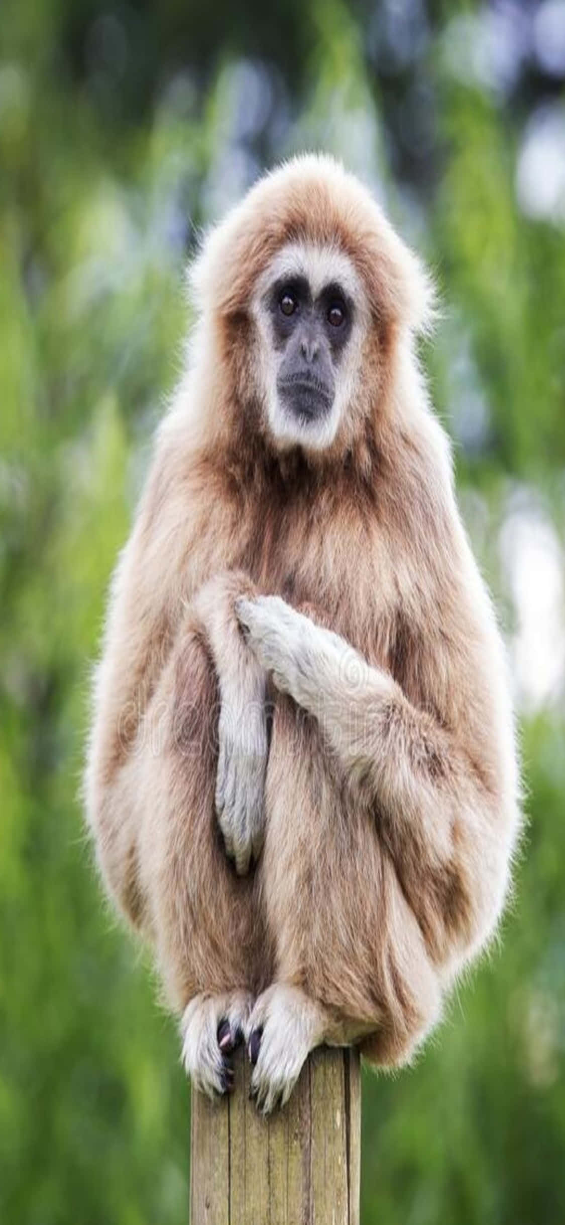 iPhone X Gibbon Bakgrunn Gibbon Sittende På En Stolpe Bakgrunner