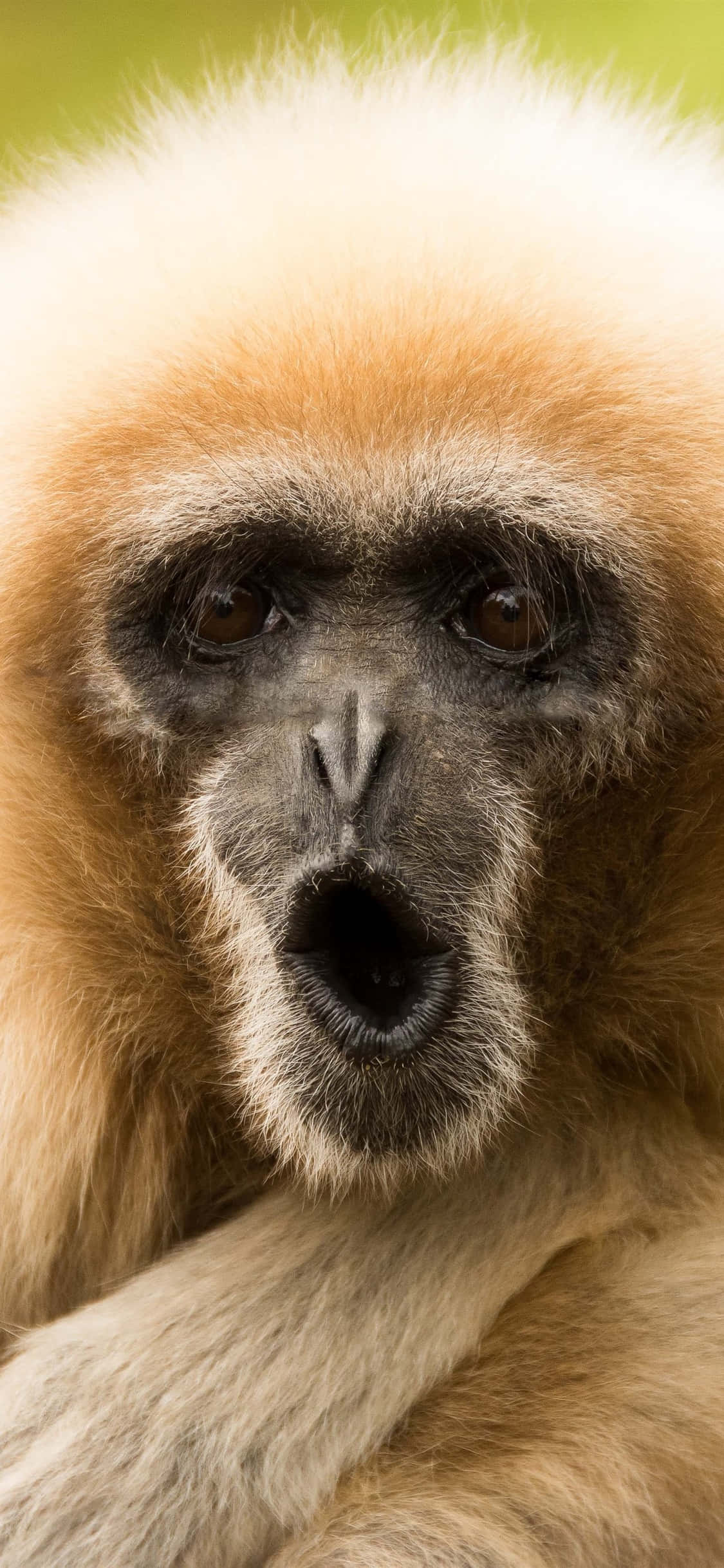 iPhone X Gibbon Bakgrunn Morsom Gibbon Bakgrunner