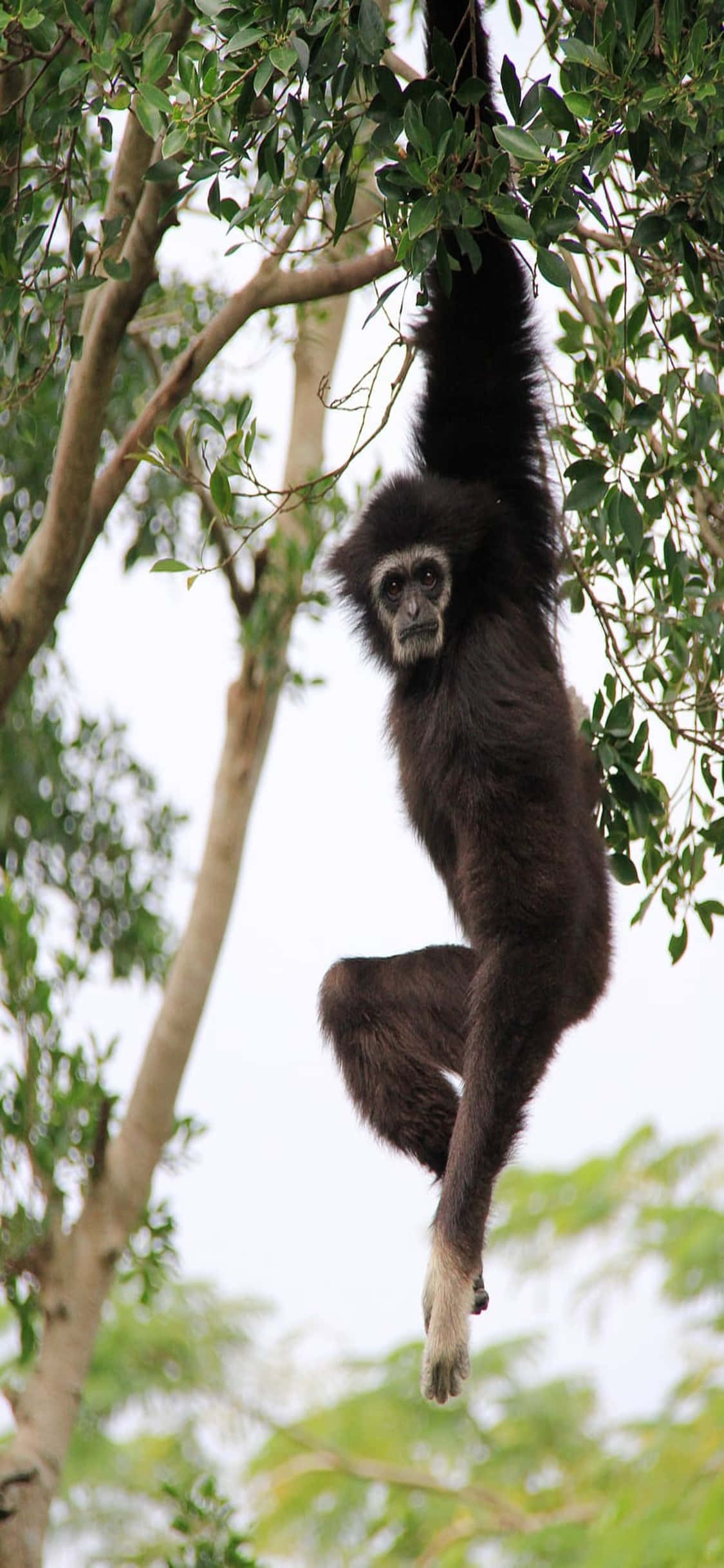 iPhone X Gibbon Bakgrunn Ung Gibbon Hengende I Et Tre Bakgrunner