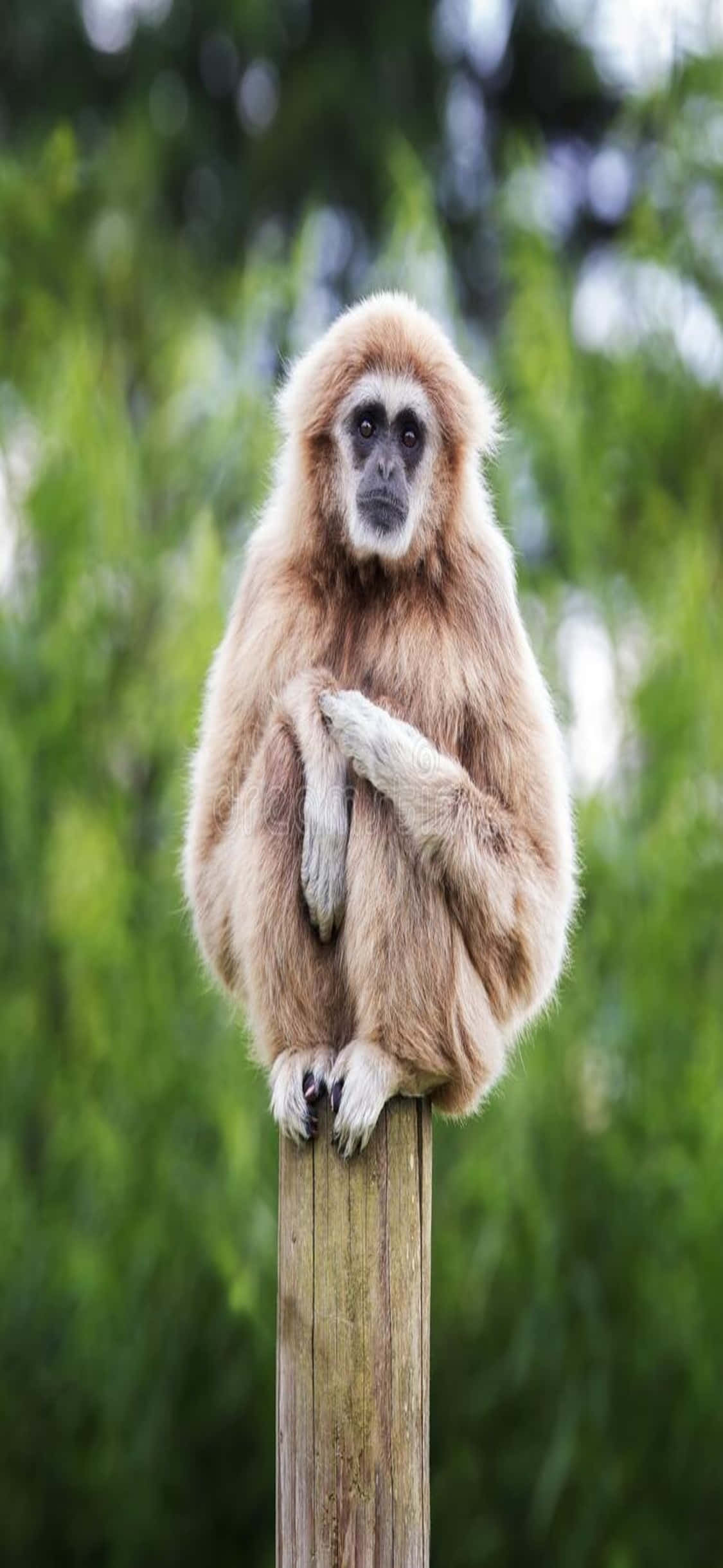 iPhone X Gibbon bakgrunn Bakgrunner