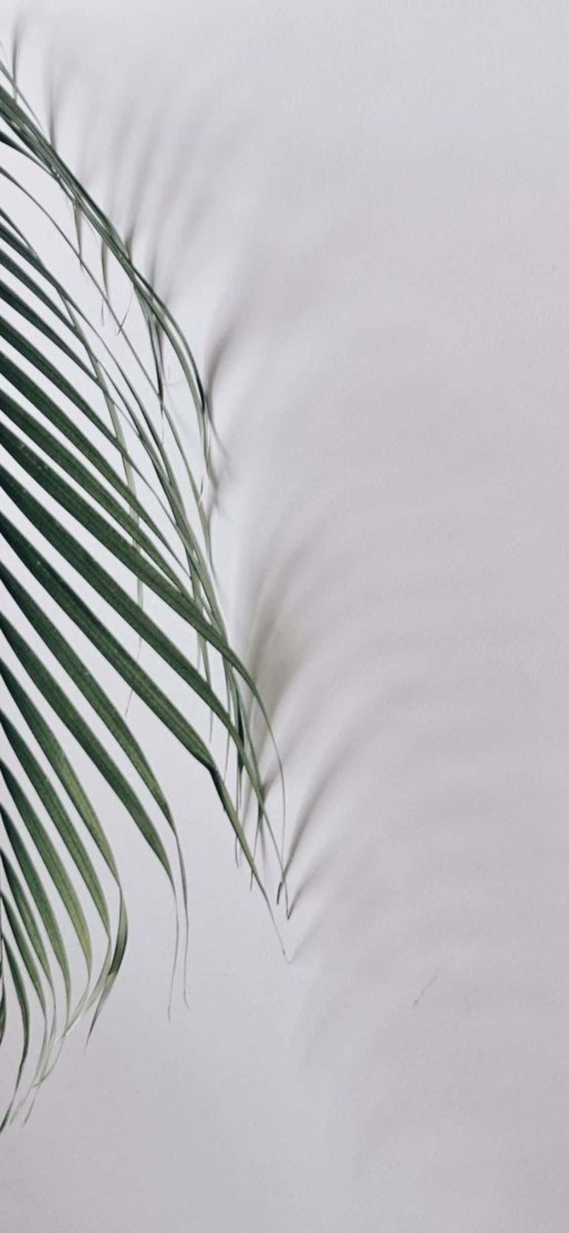 iPhone X Minimal Palmeblader Bakgrunn Bakgrunner