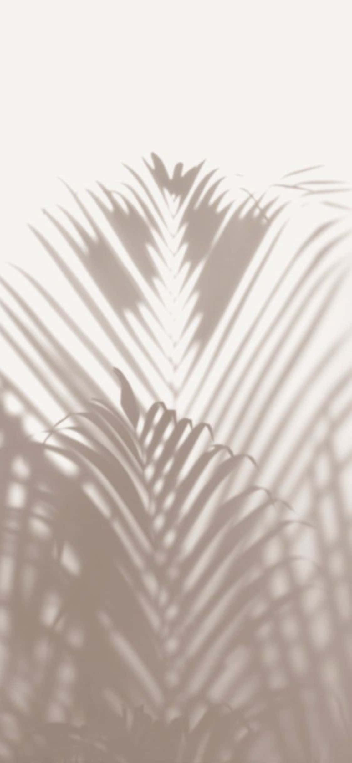 iPhone X Minimal Palme Blader Skygge Bakgrunn Bakgrunner