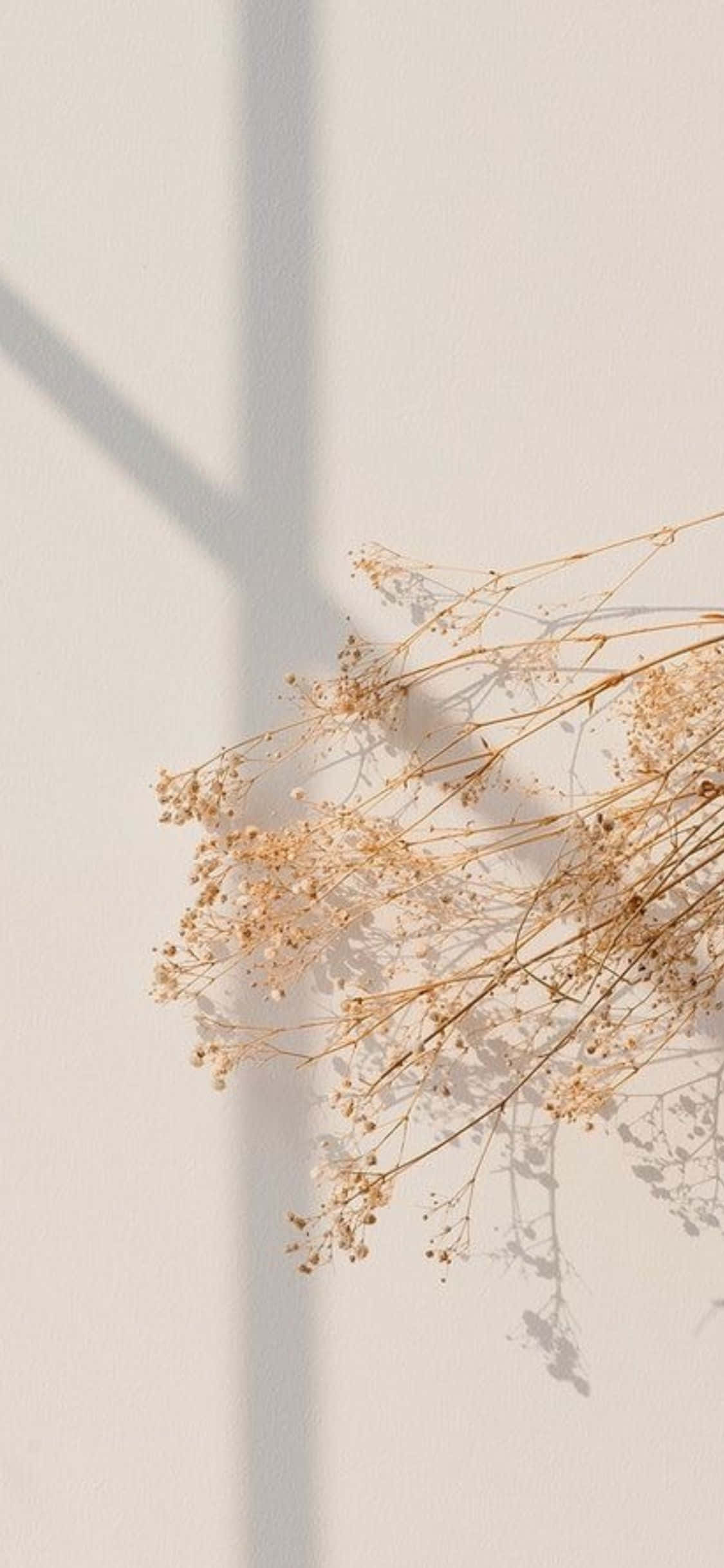 iPhone X Minimal Baby's Breath Bakgrunn Bakgrunner