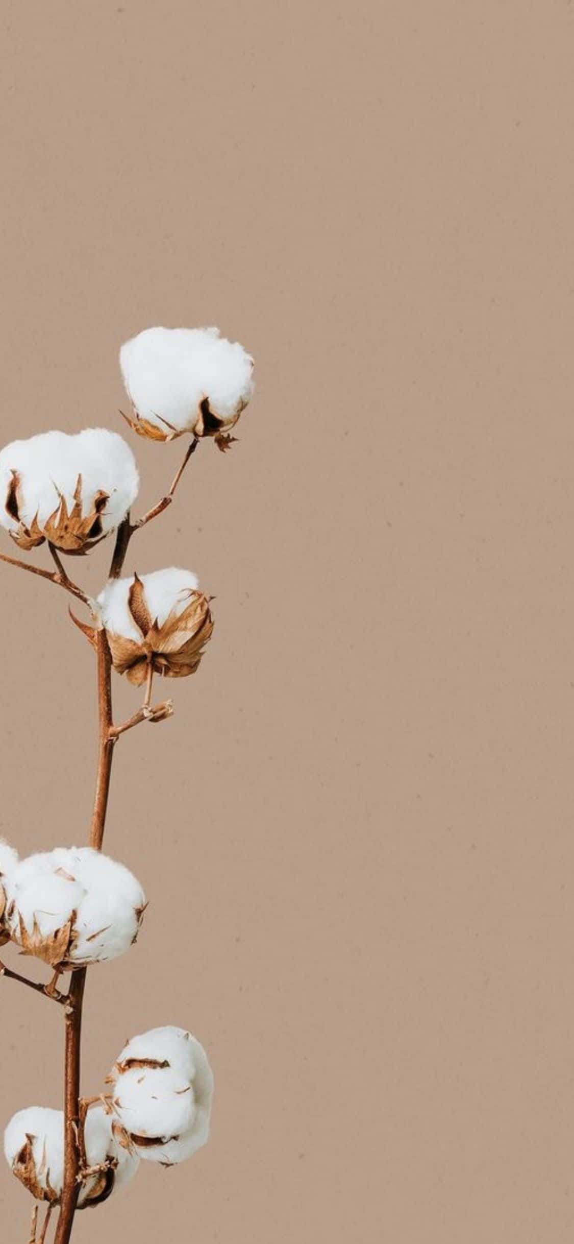 iPhone X Minimalistisk Hvit Bomullsblomster Bakgrunn Bakgrunner