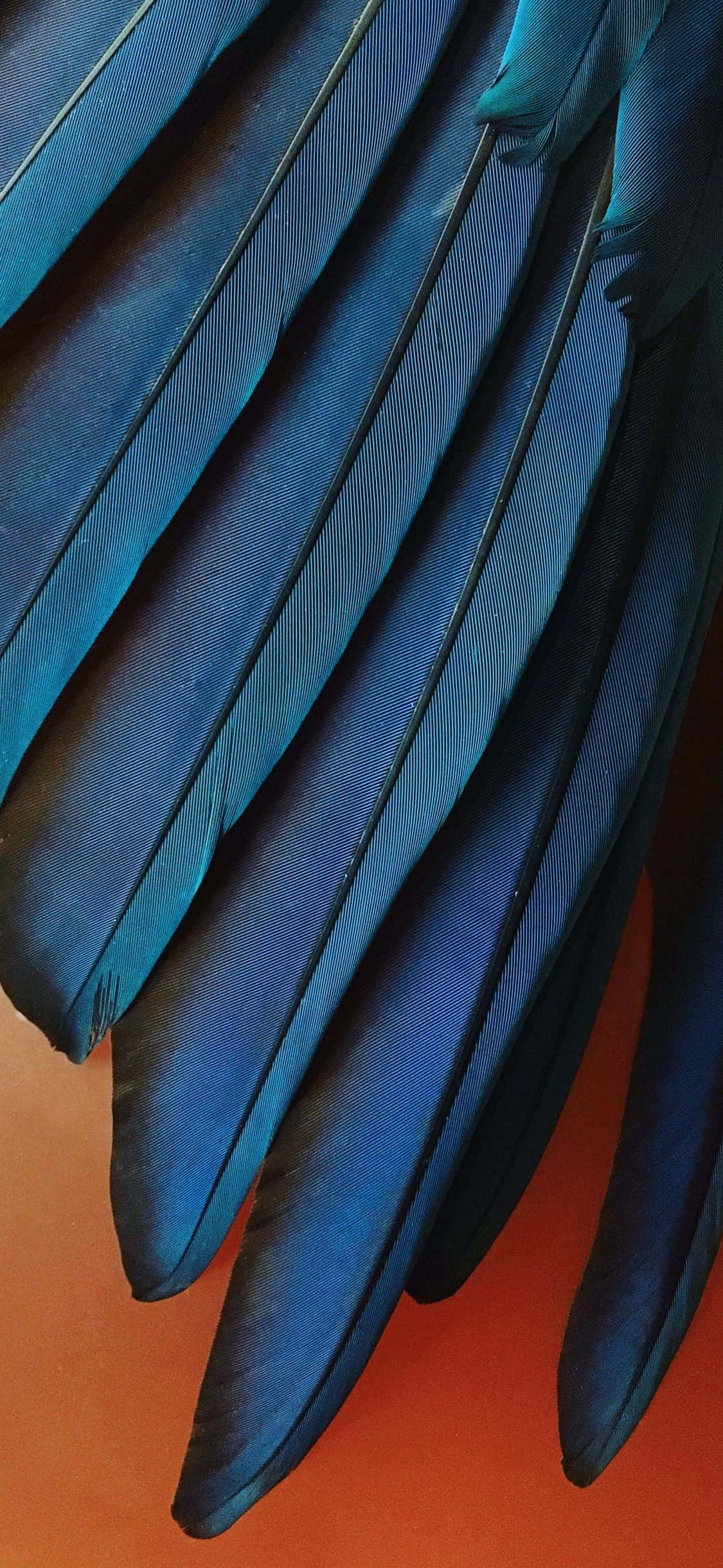 iPhone Xr Stock Teal Blå Fjær Bakgrunner