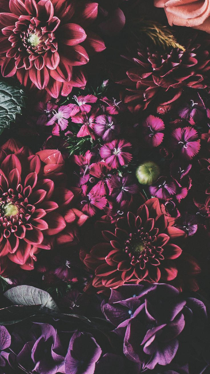 iPhone Xs Blomster Bakgrunner