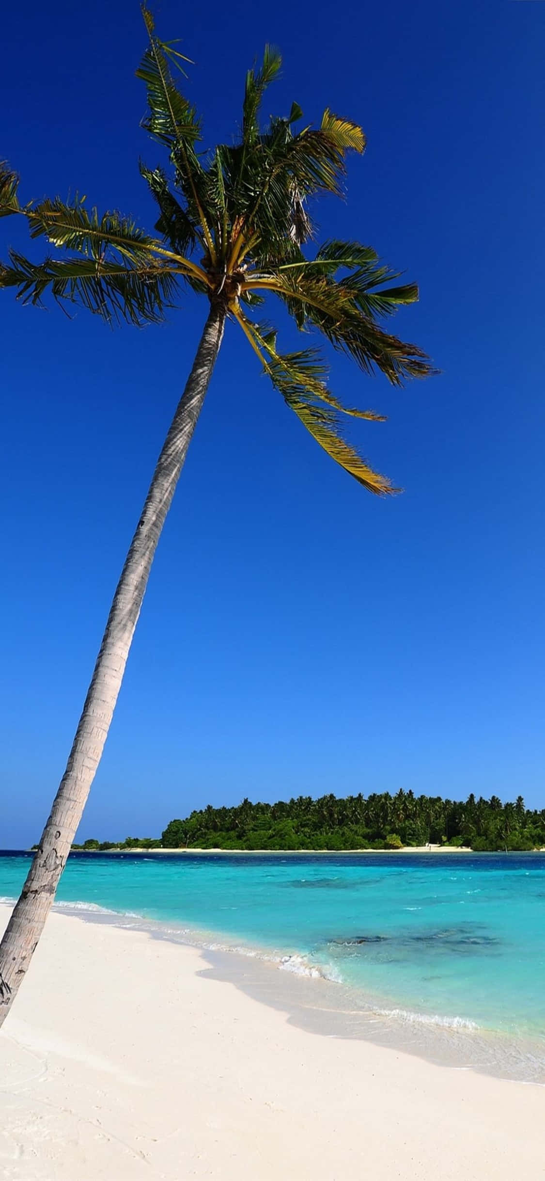 iPhone XS Enslig Palmetre Strandbakgrunn Bakgrunner