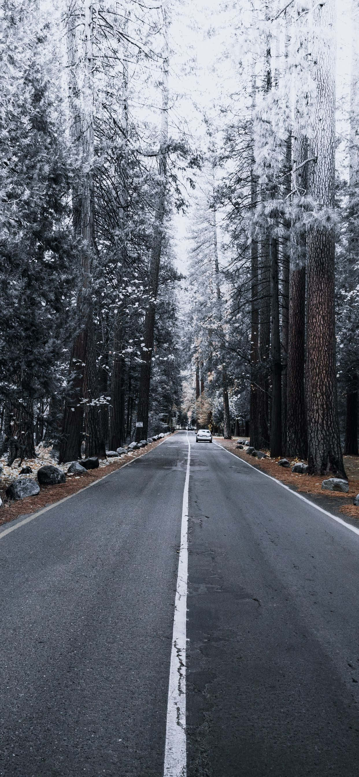 iPhone Xs Max Apple-bakgrunn furutrær snø Bakgrunner