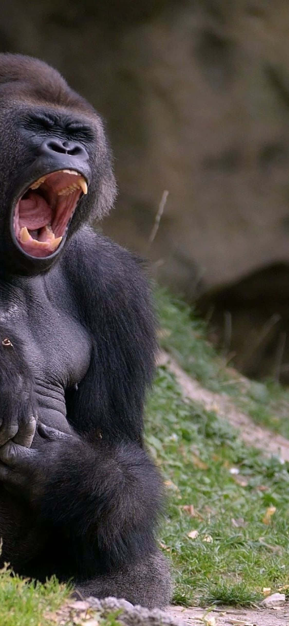 iPhone Xs Max Gorilla Bakgrunn Raser Brøl Bakgrunner