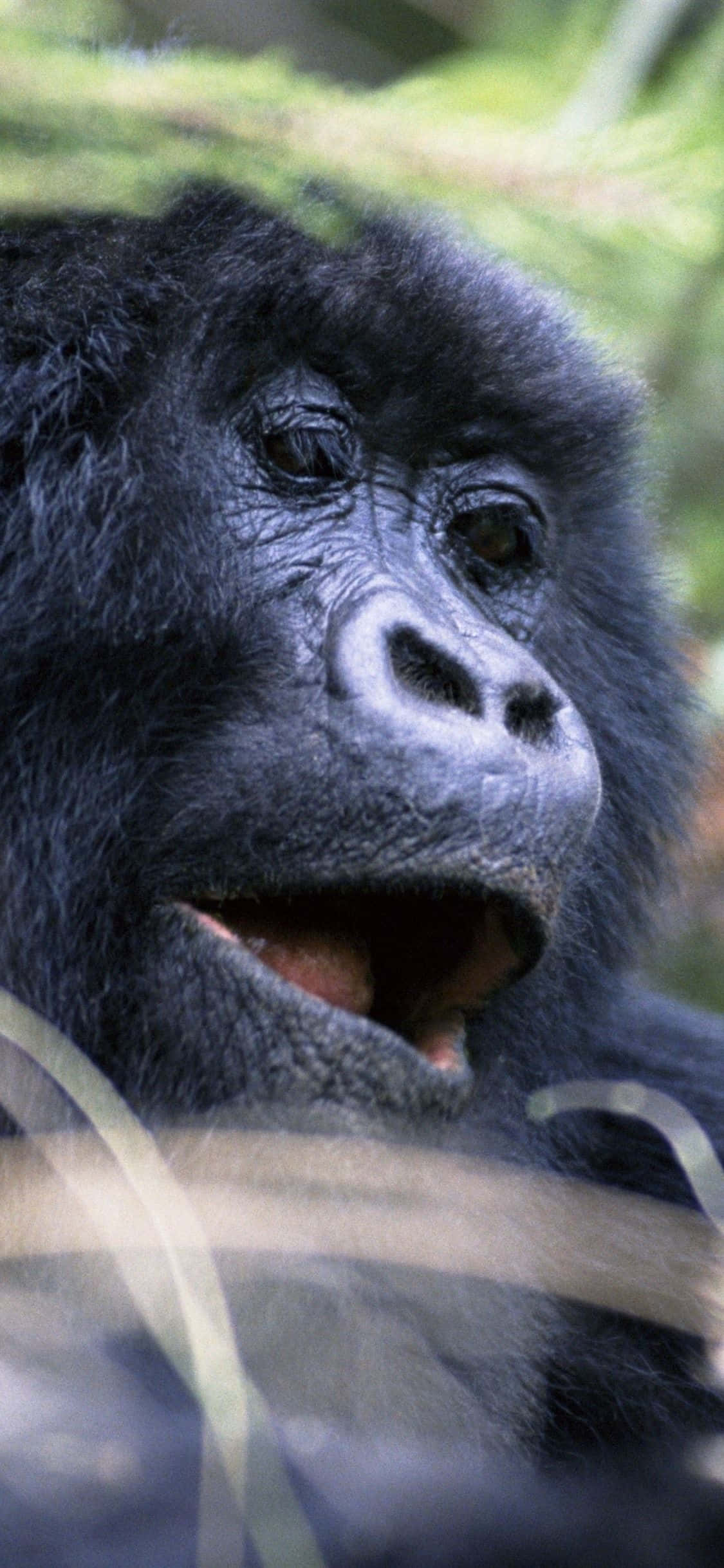 iPhone Xs Max Gorilla Bakgrunn Portrettfotografi Bakgrunner