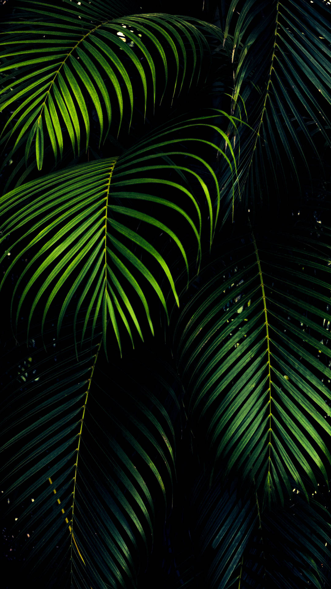 iPhone XS Max OLED 3D Palmeblader