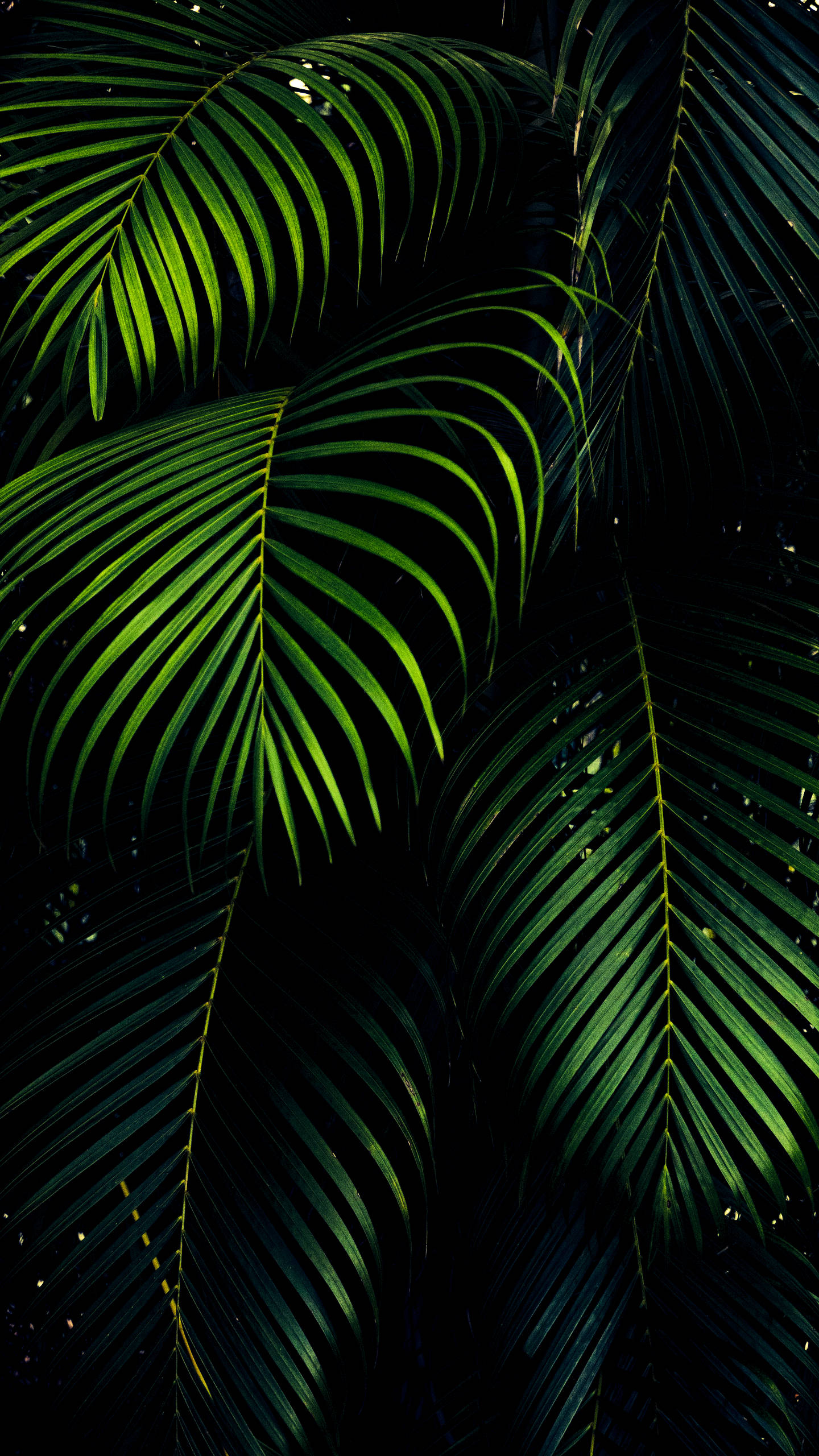 iPhone XS Max OLED 3D Palmeblader Bakgrunner