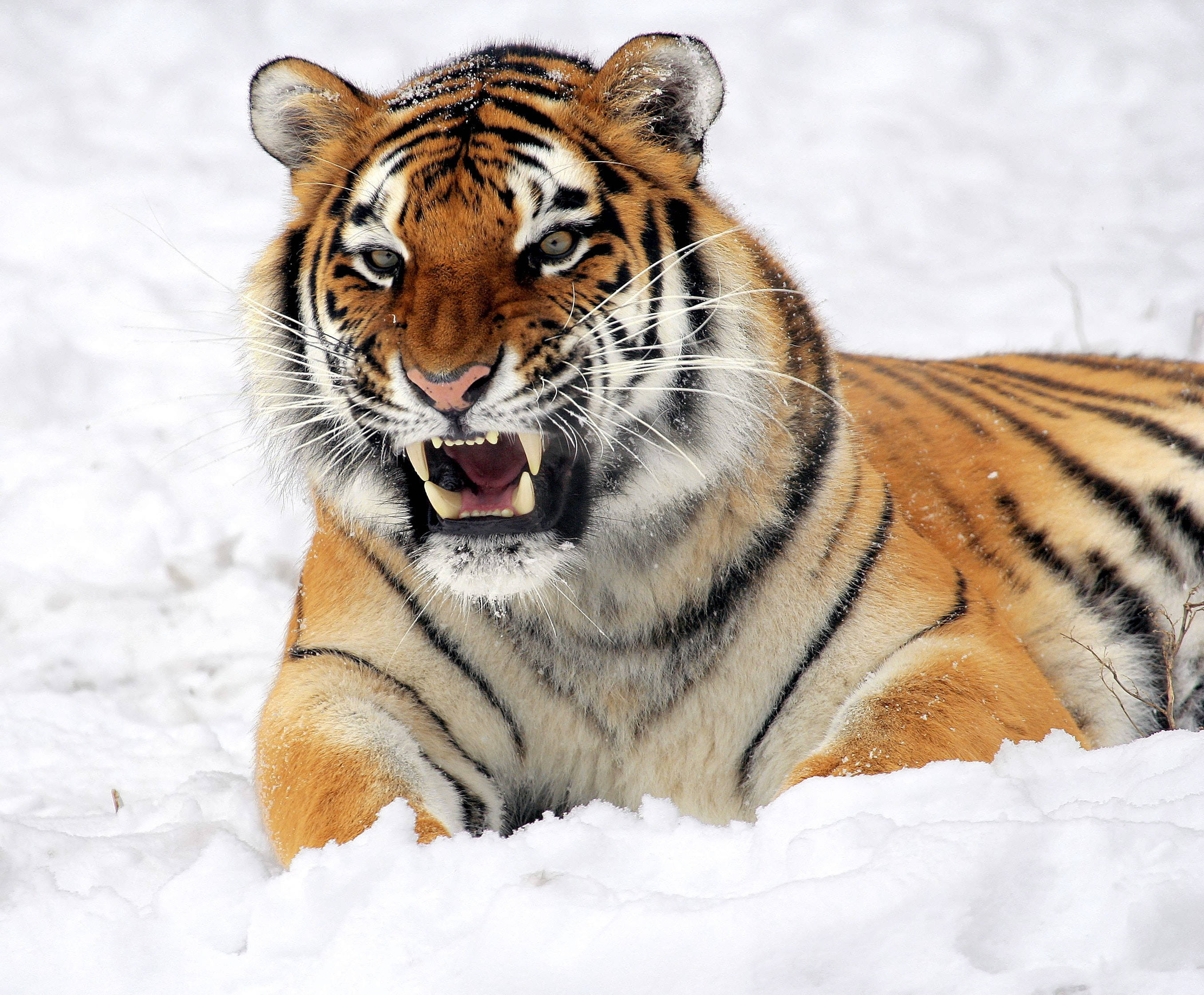 Irritert sibirsk tiger med skarpe hjørnetenner på snø Bakgrunner