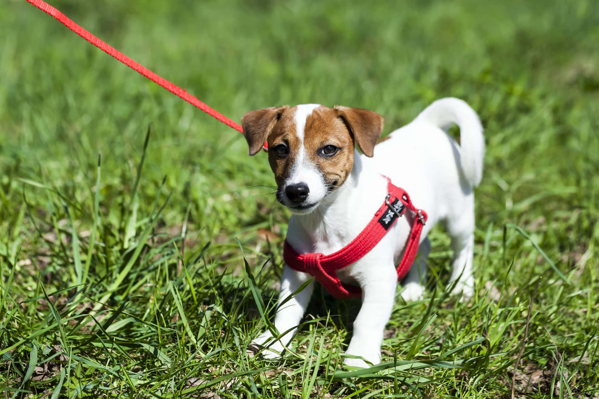 Jack Russell Terrier liten hund i sele bilde Bakgrunner