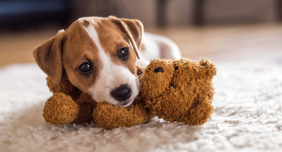 Jack Russell Terrier liten hund med bamse bilde Bakgrunner