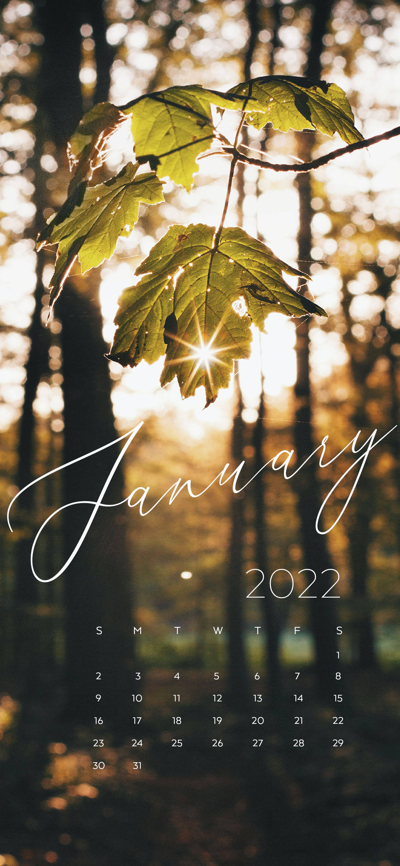Januar 2022 morgensol Bakgrunner