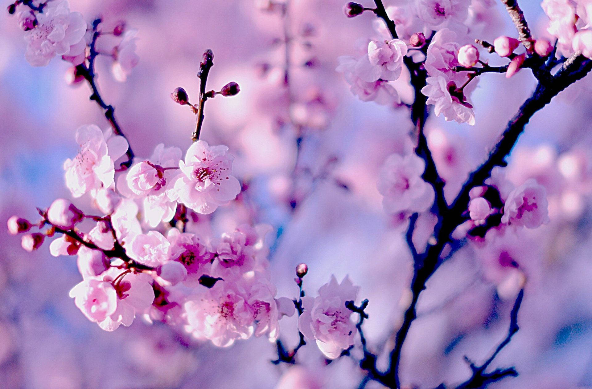 Japanske Kirsebærblomster Bakgrunner