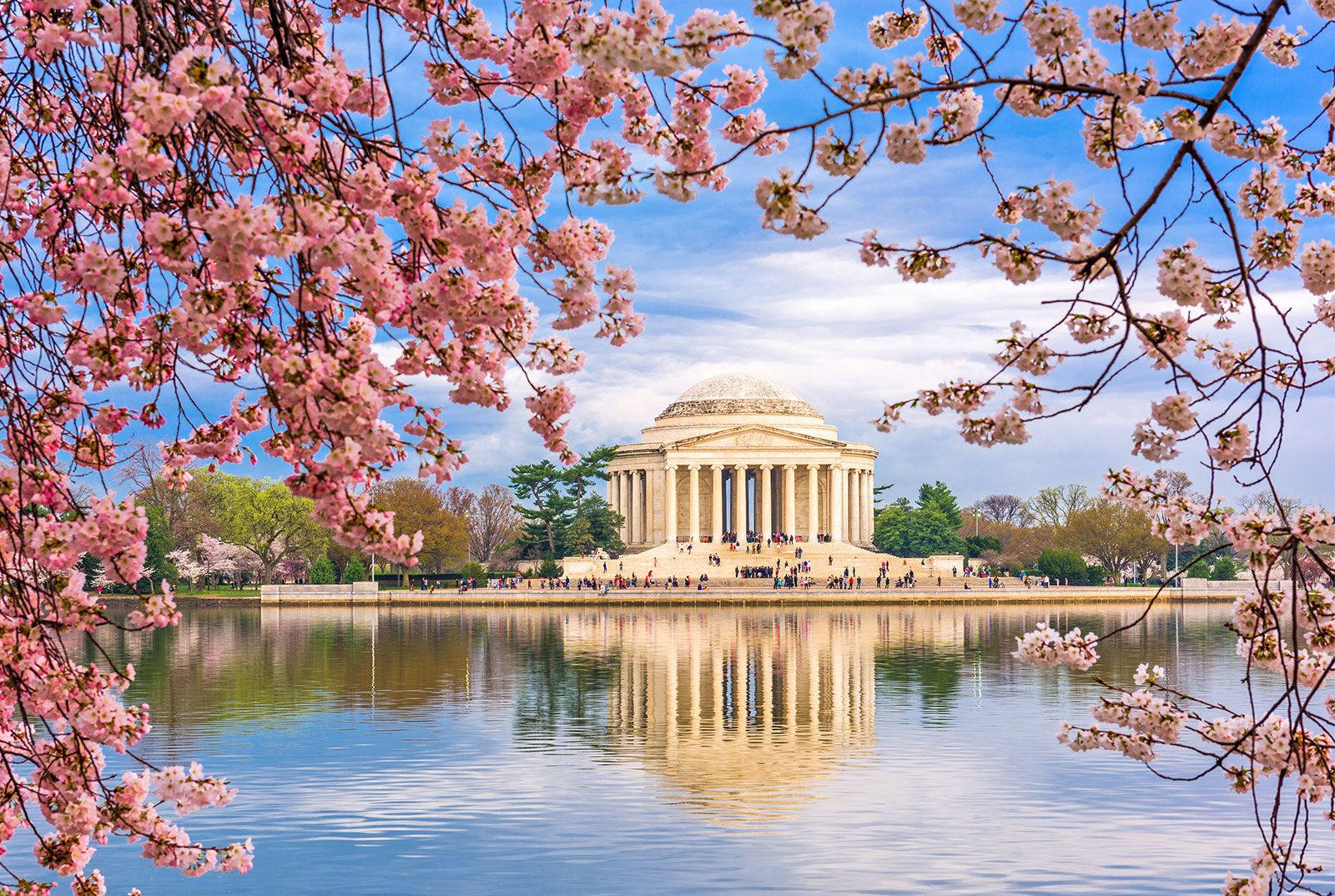 Jefferson Memorial rosa kirsebærblomster Bakgrunner
