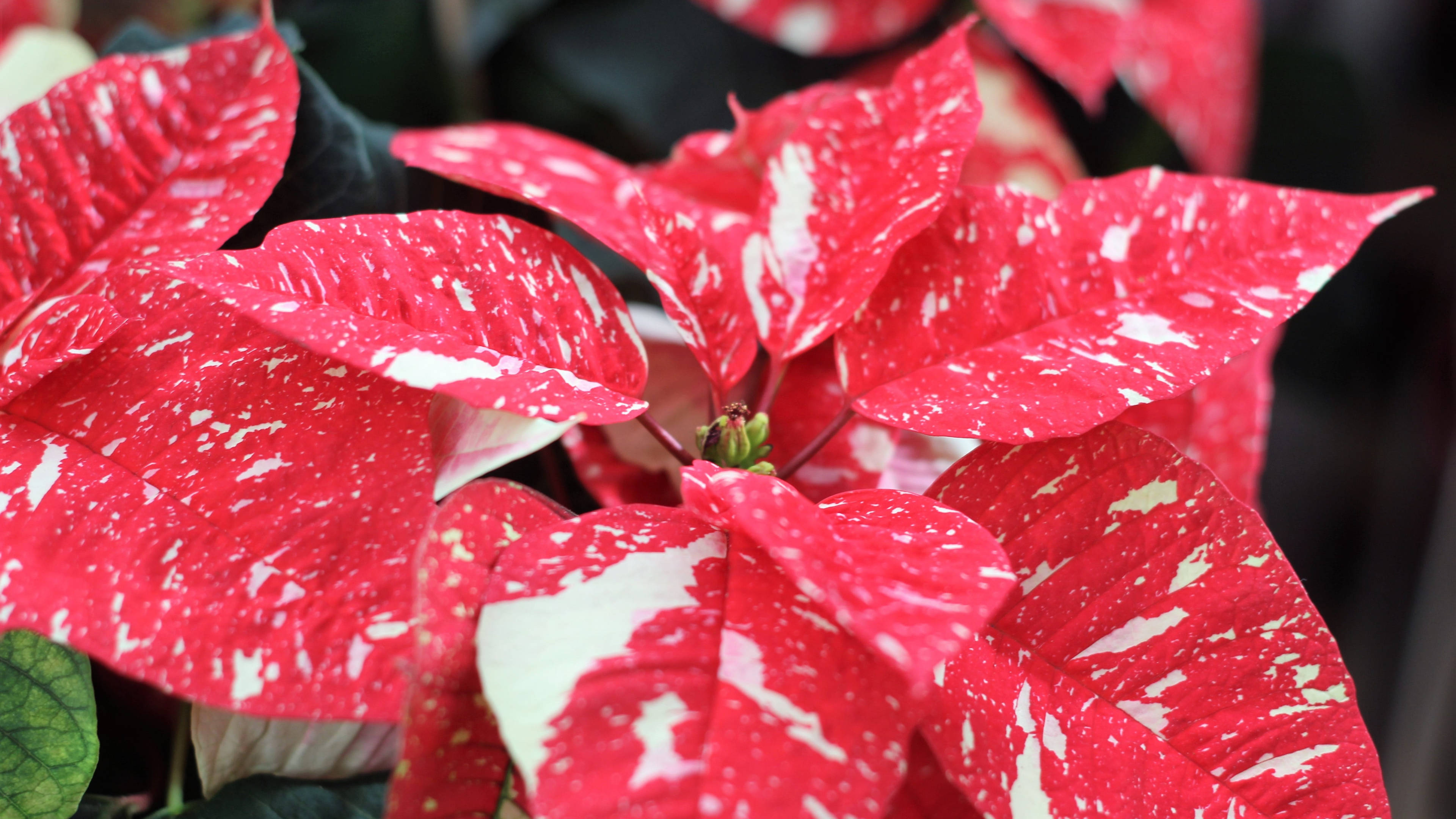 Jingle Bells Poinsettia Bakgrunner