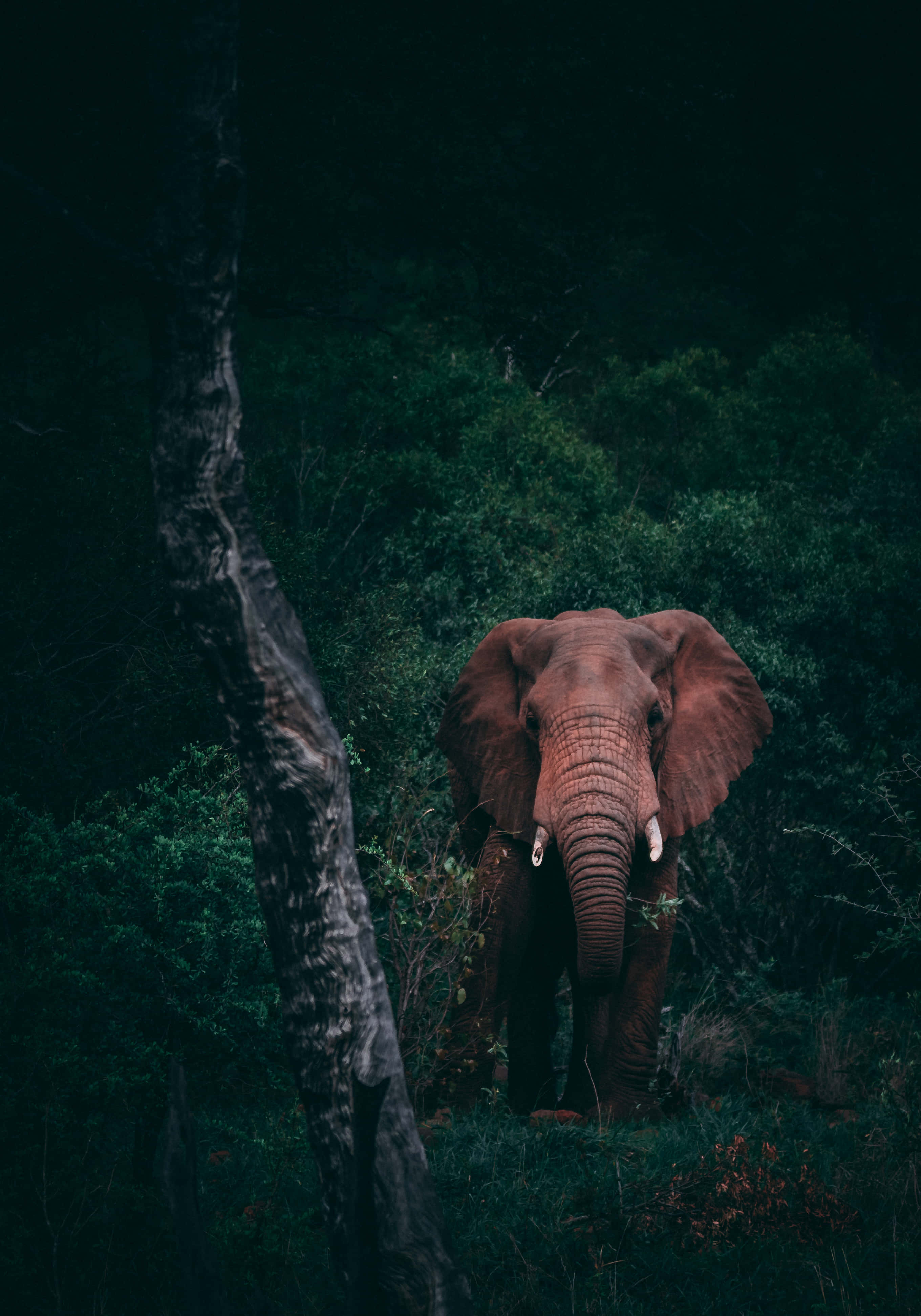 Jobb på farten med Elephant Laptop Bakgrunner