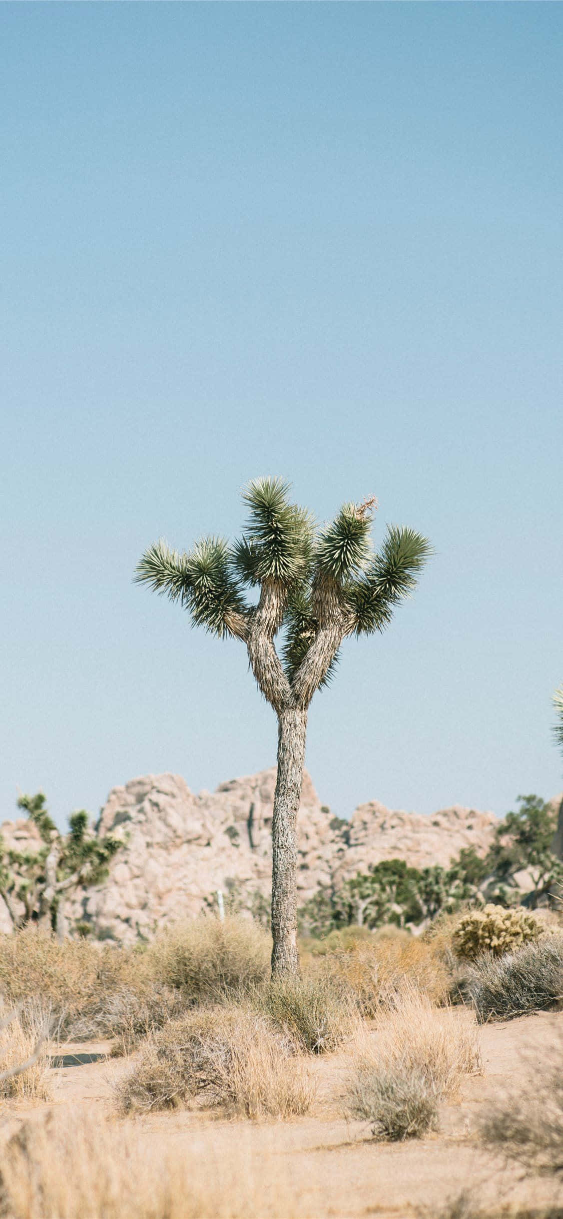 Joshua Tree Solobilder Bakgrunner