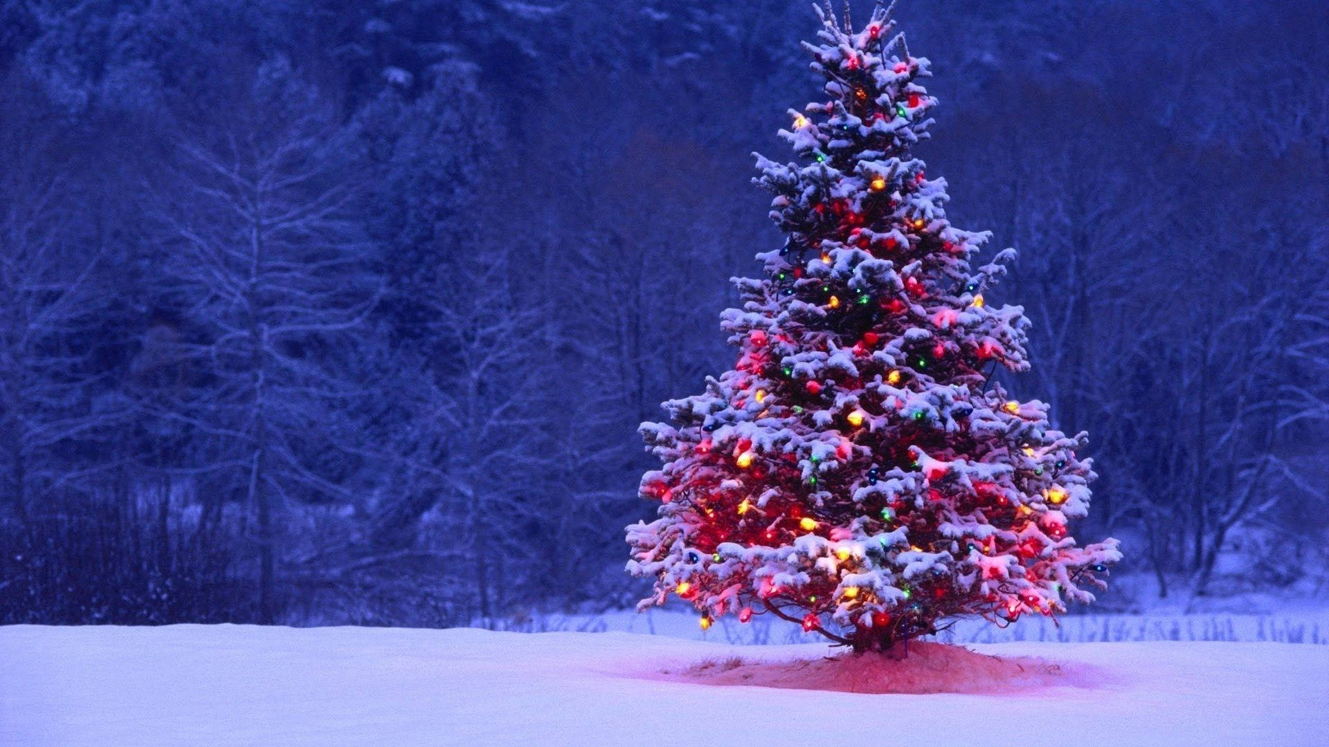 Jul Vinter Furu Bakgrunner