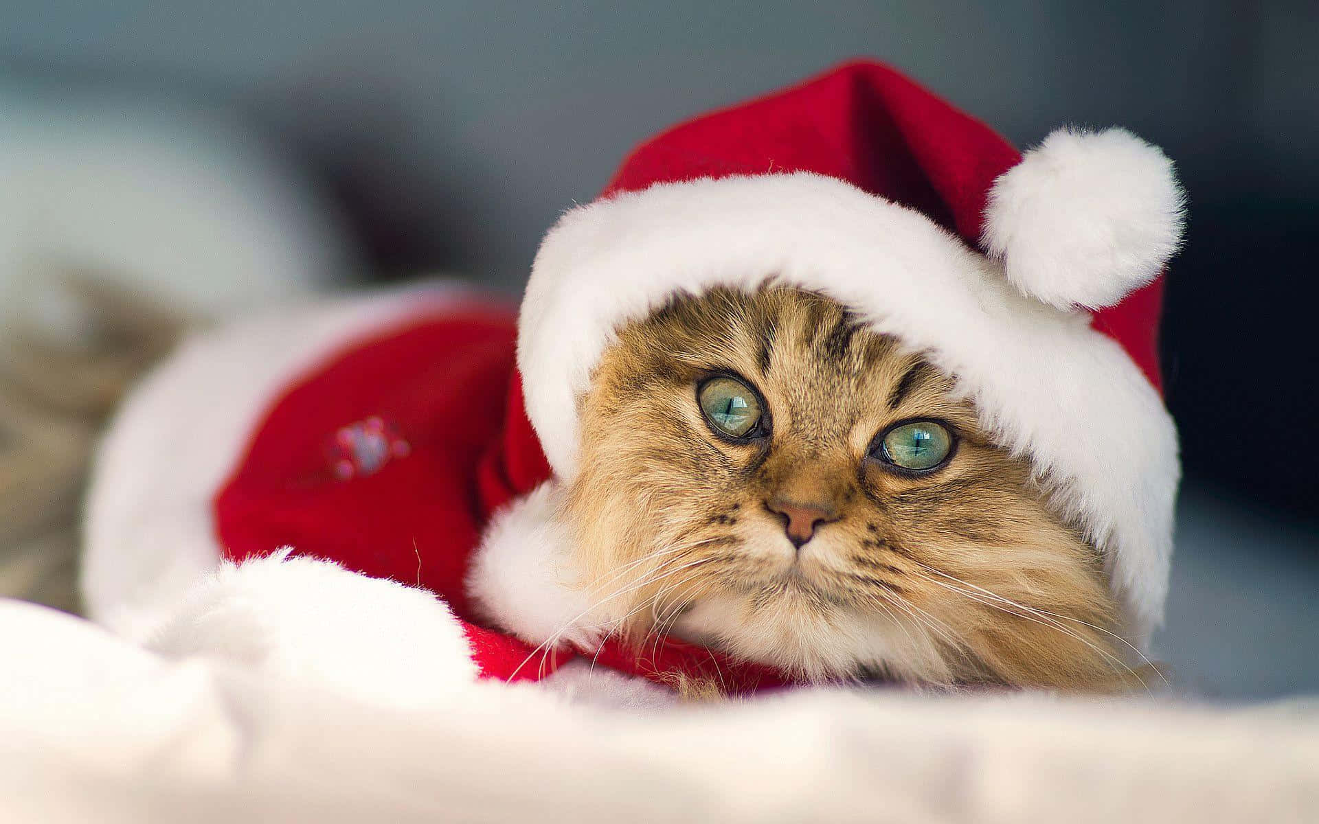 Julebrun katt bilde Bakgrunner