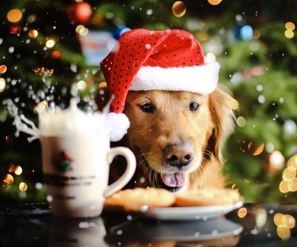Julehund med småkaker og eggedosis Bakgrunner