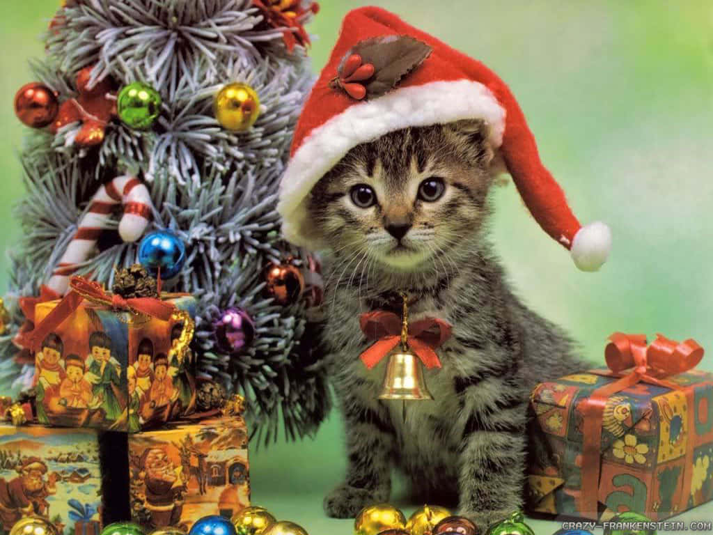 Julekatt Beste Bilde Bakgrunner