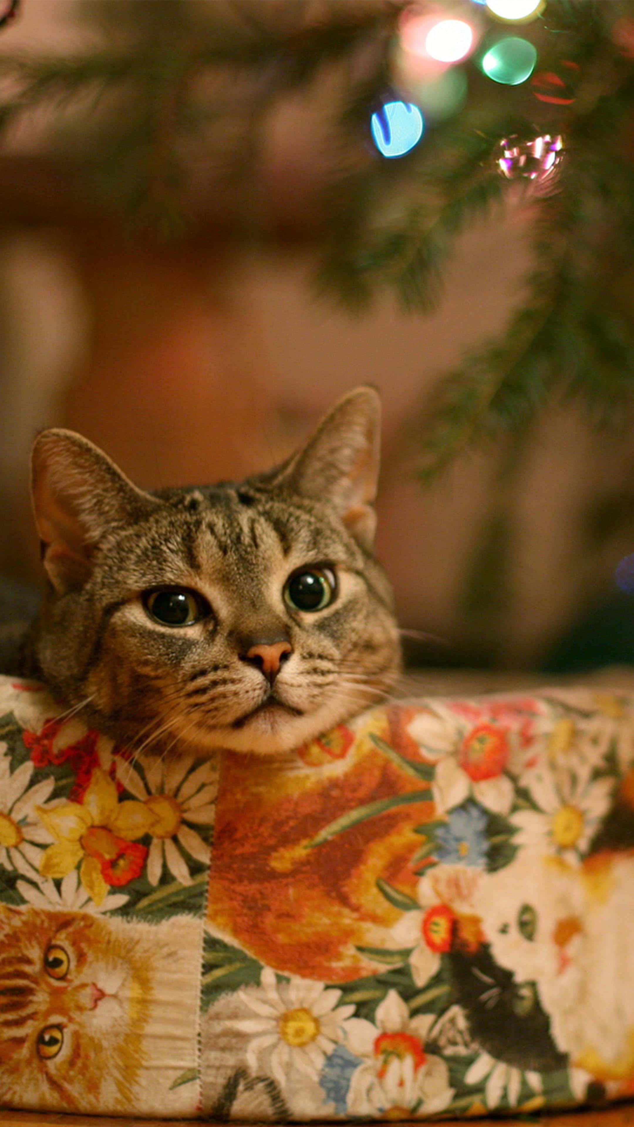 Julekatt blomsterbilde Bakgrunner