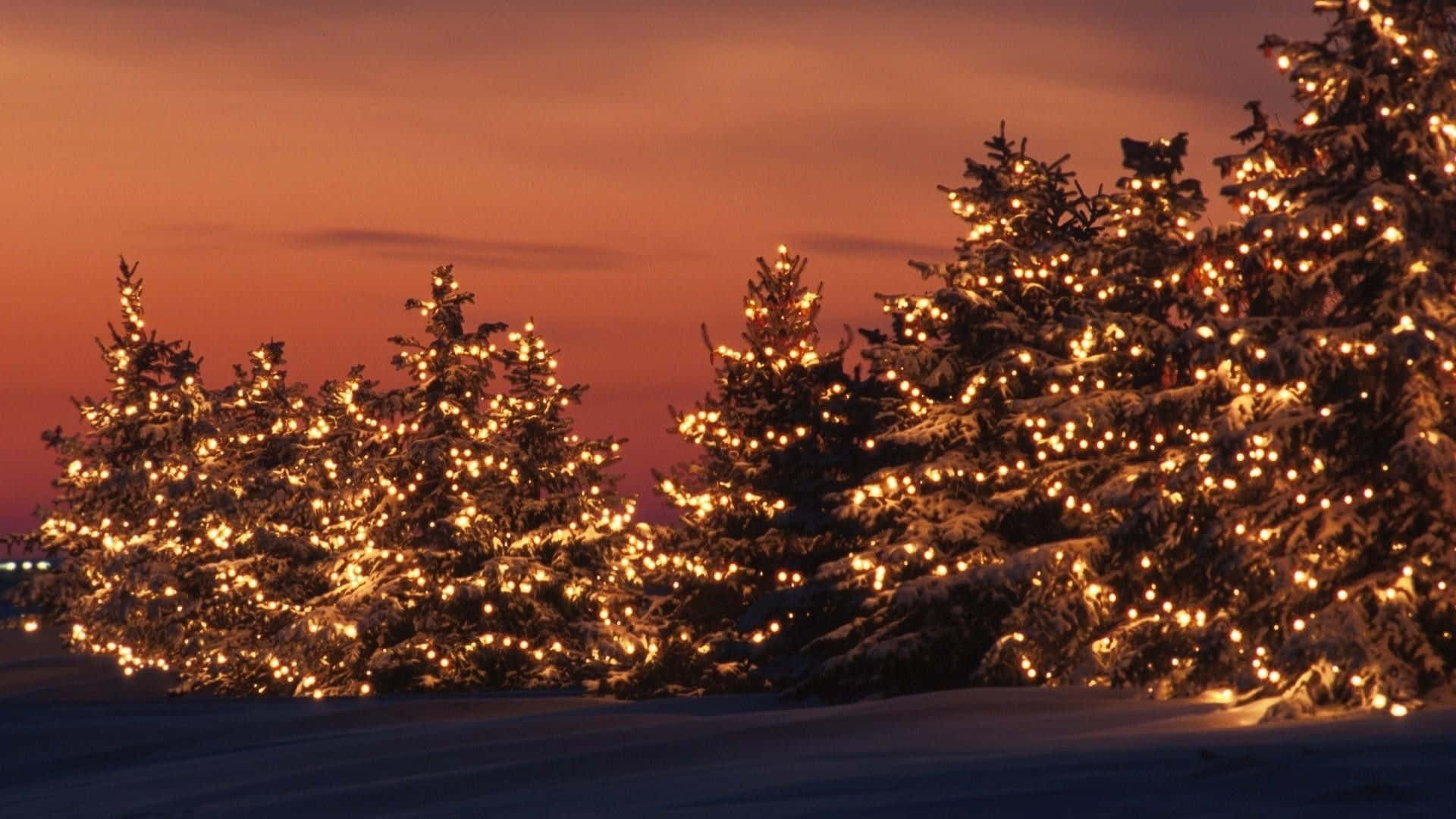 Juletrær med julelys under solnedgang Bakgrunner