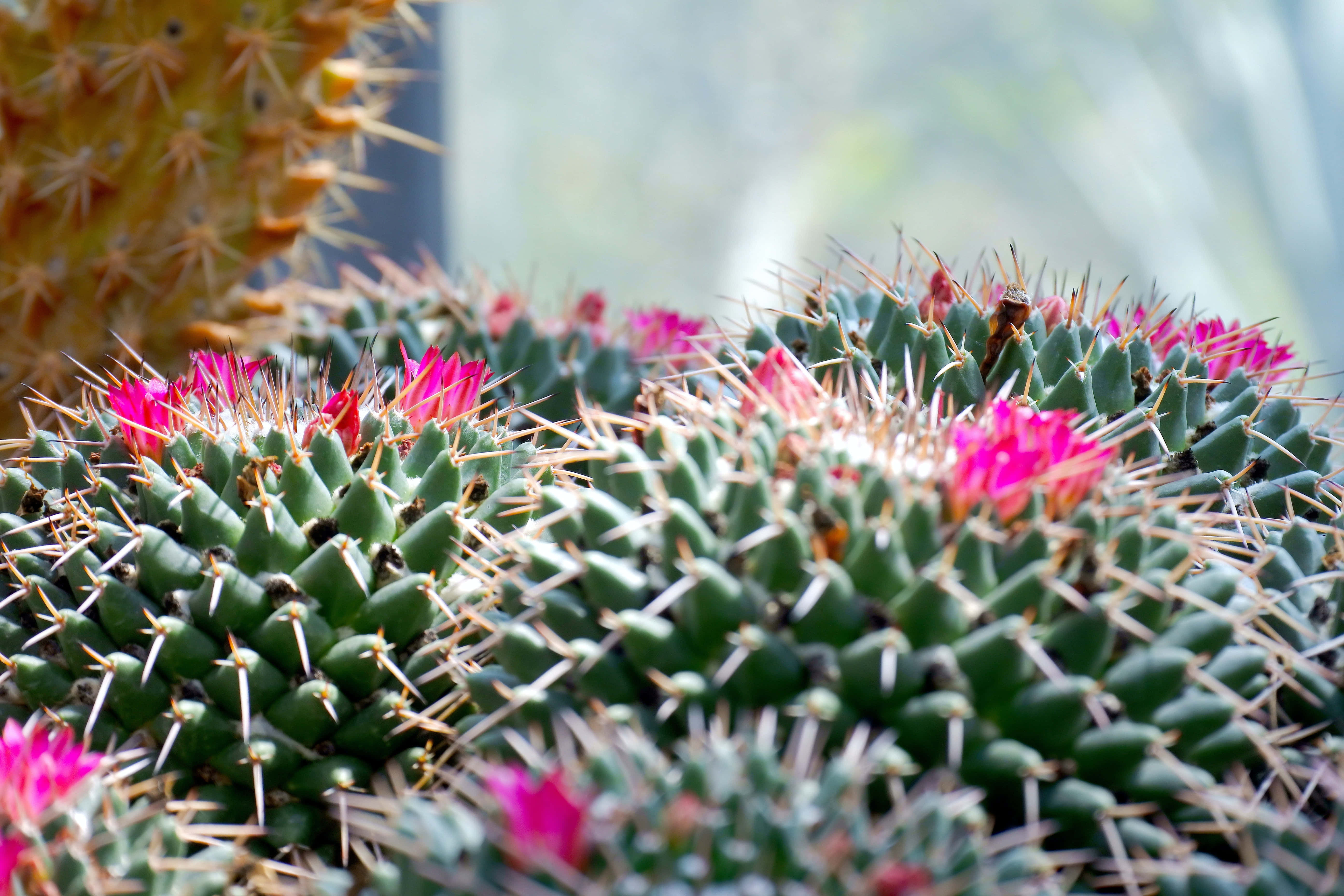 Kaktusblomst Mammillaria Polythele Bakgrunner