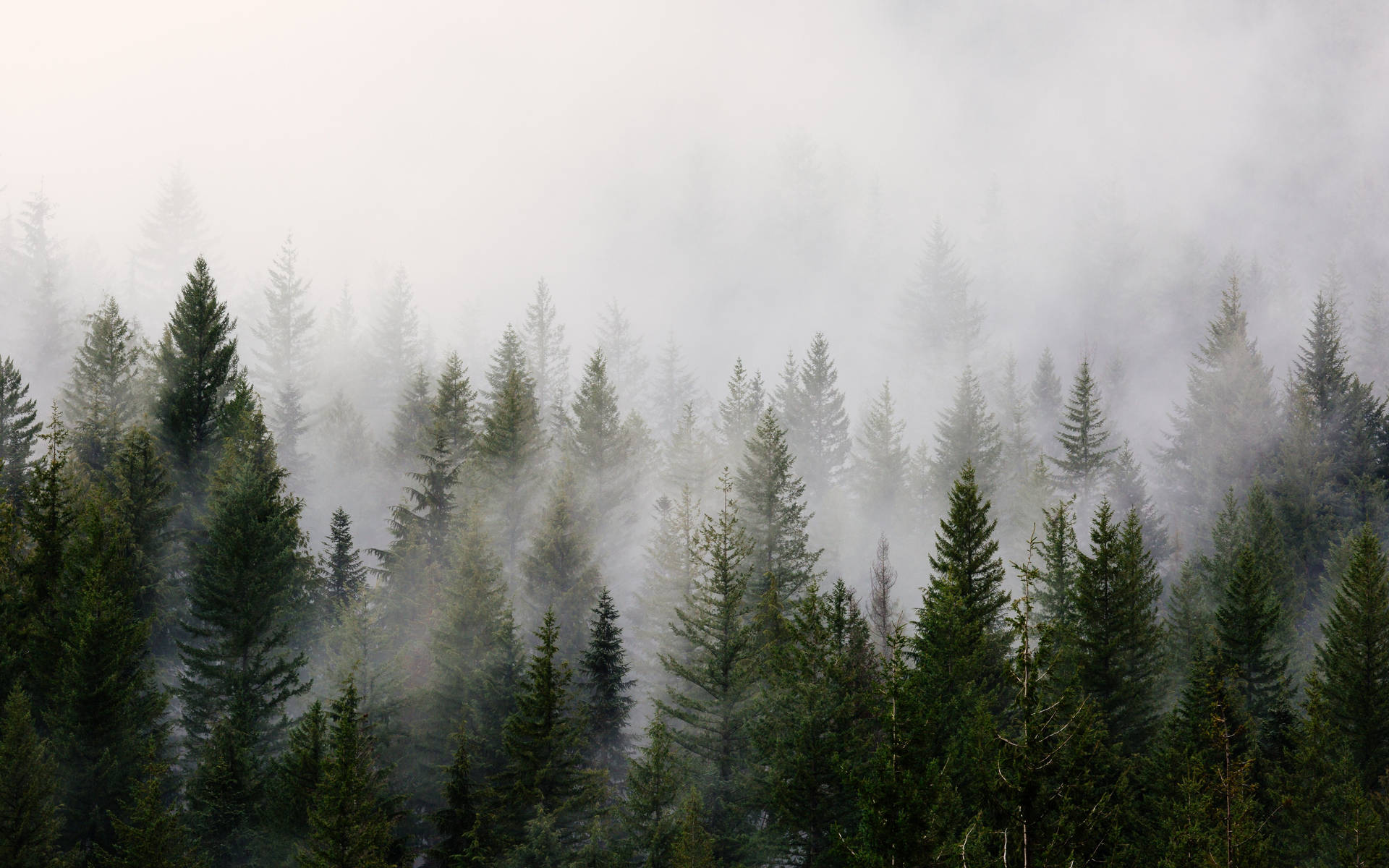 Kald skog bakgrunn