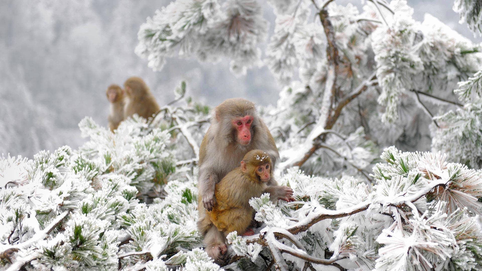 Kalde aper i Japan vinter Bakgrunner