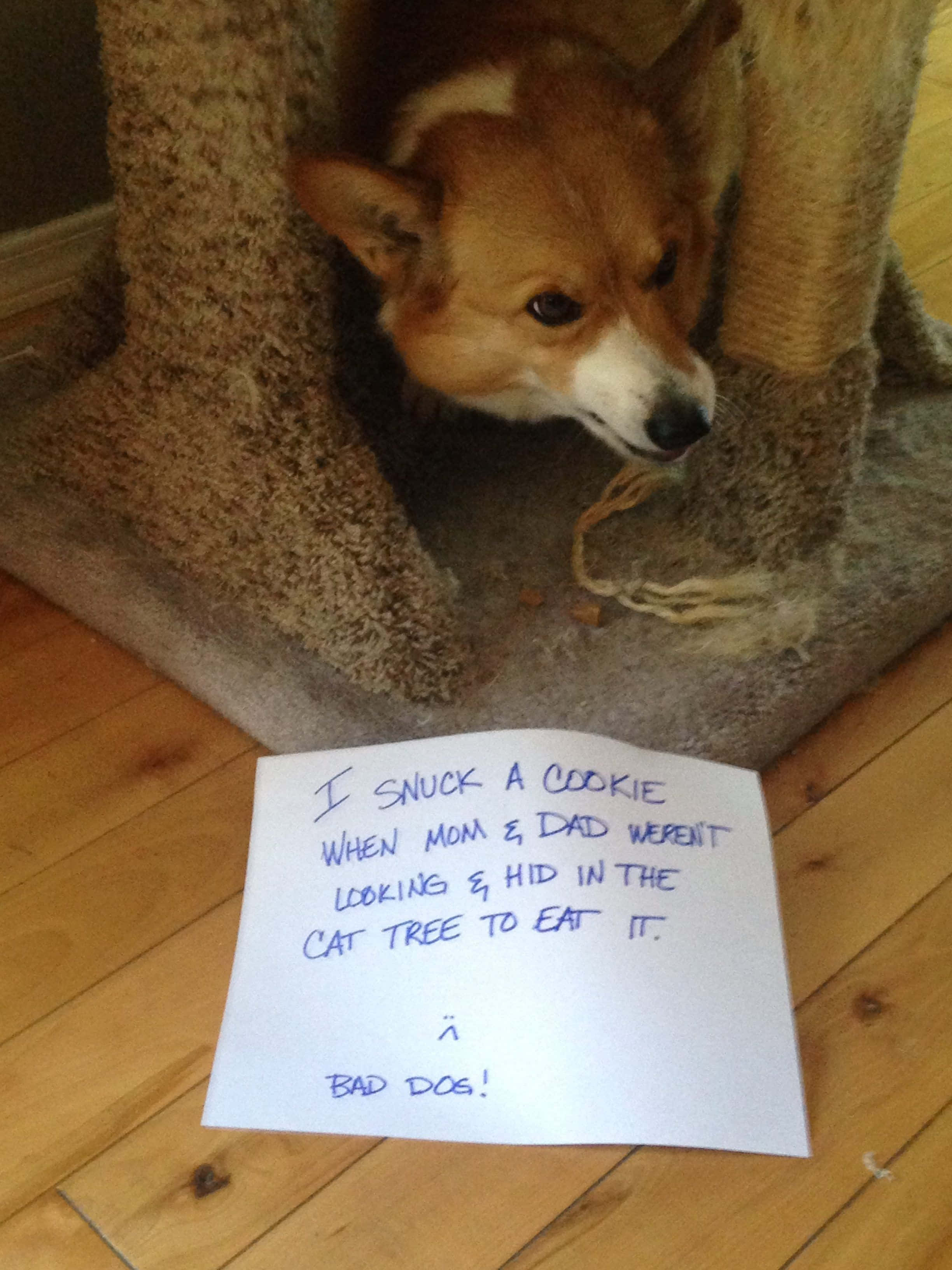 "Kan ikke slutte å le av dette morsomme corgi-bildet!" Bakgrunner
