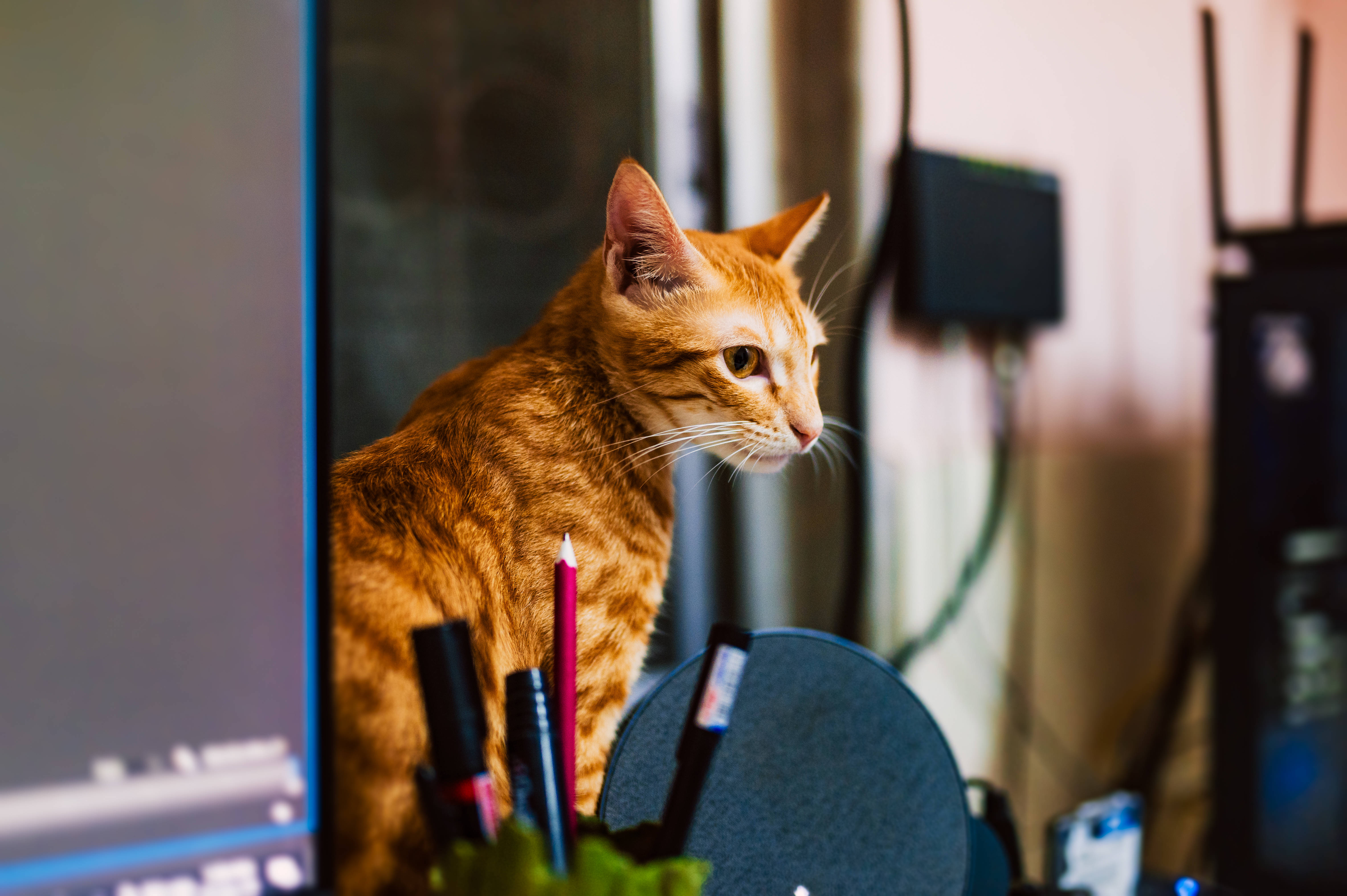 Katt Datamaskin Rød Tabby Bakgrunner