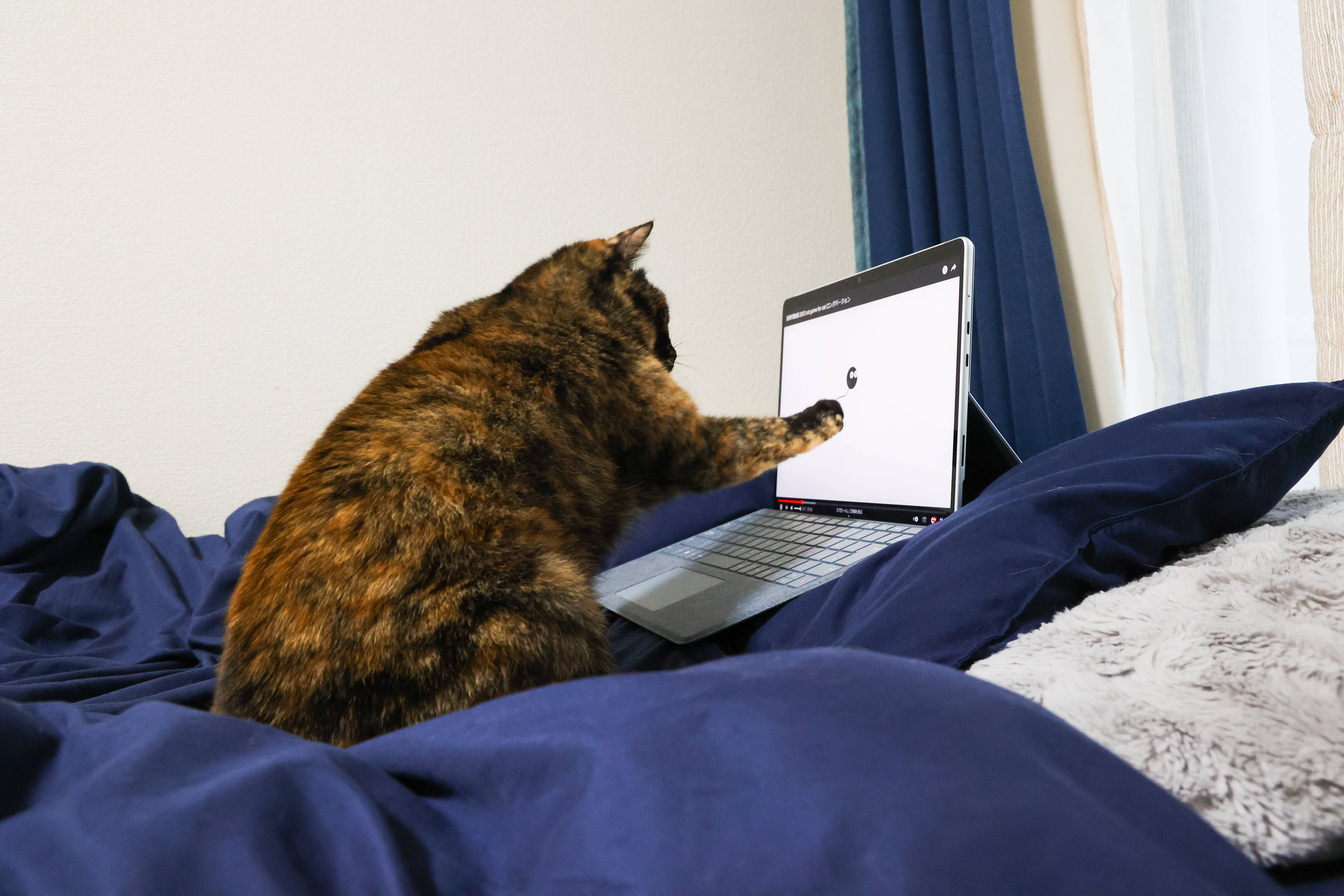 Katt og datamaskin i sengen Bakgrunner