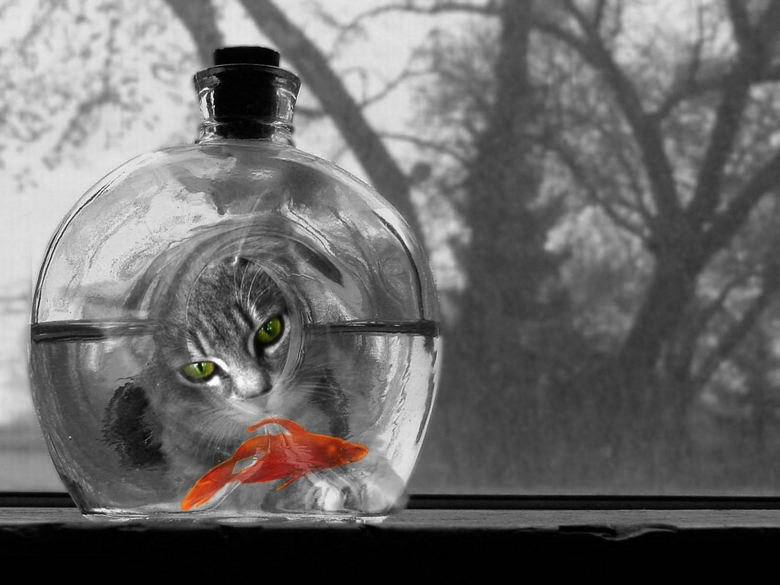 Katt som ser på en oransje fisk i akvariet i et svart-hvitt bilde.