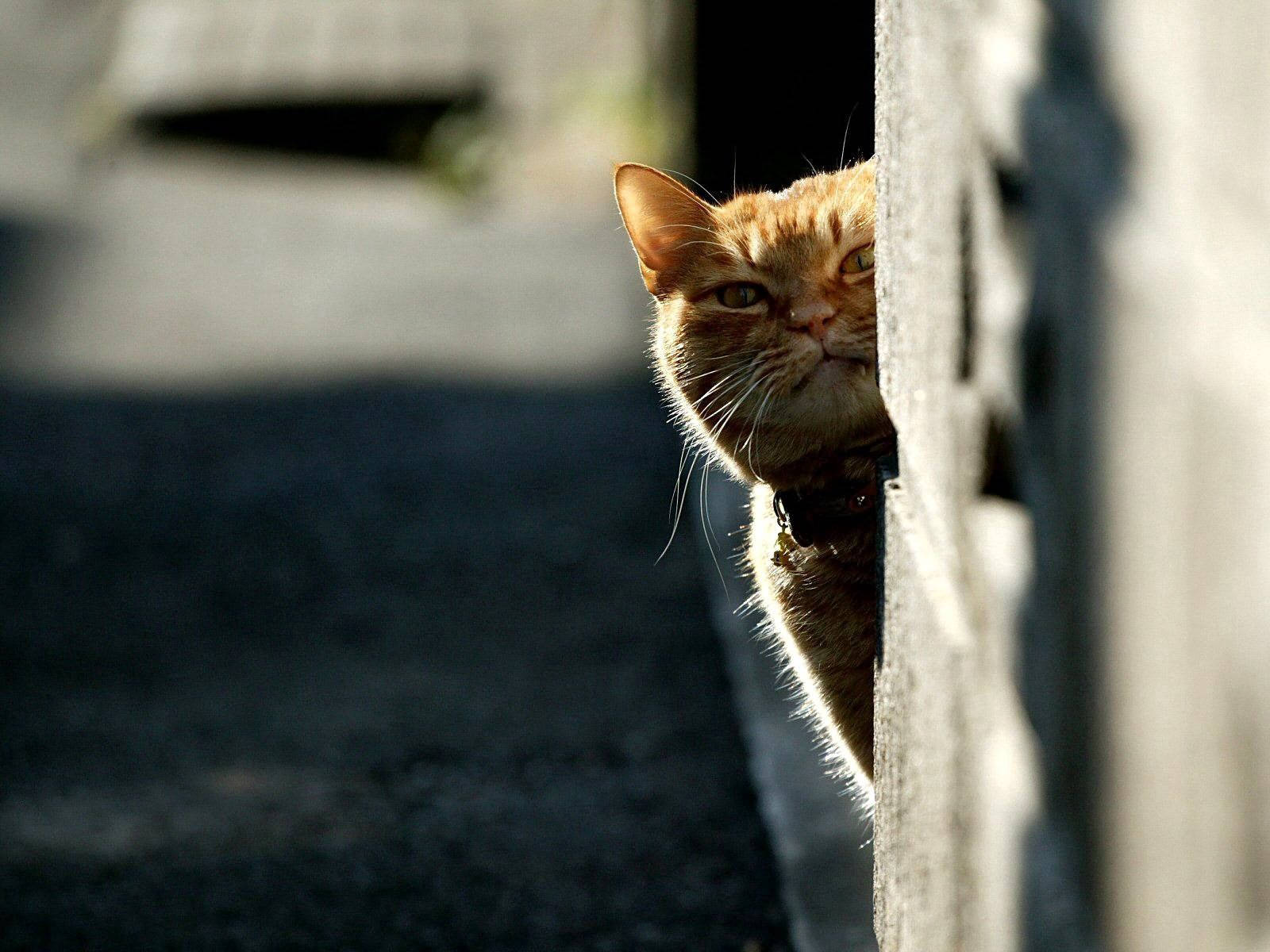 Oransje katt med skumle øyne som gjemmer seg bak en vegg, på utkikk etter mat. Pelskledde venner.