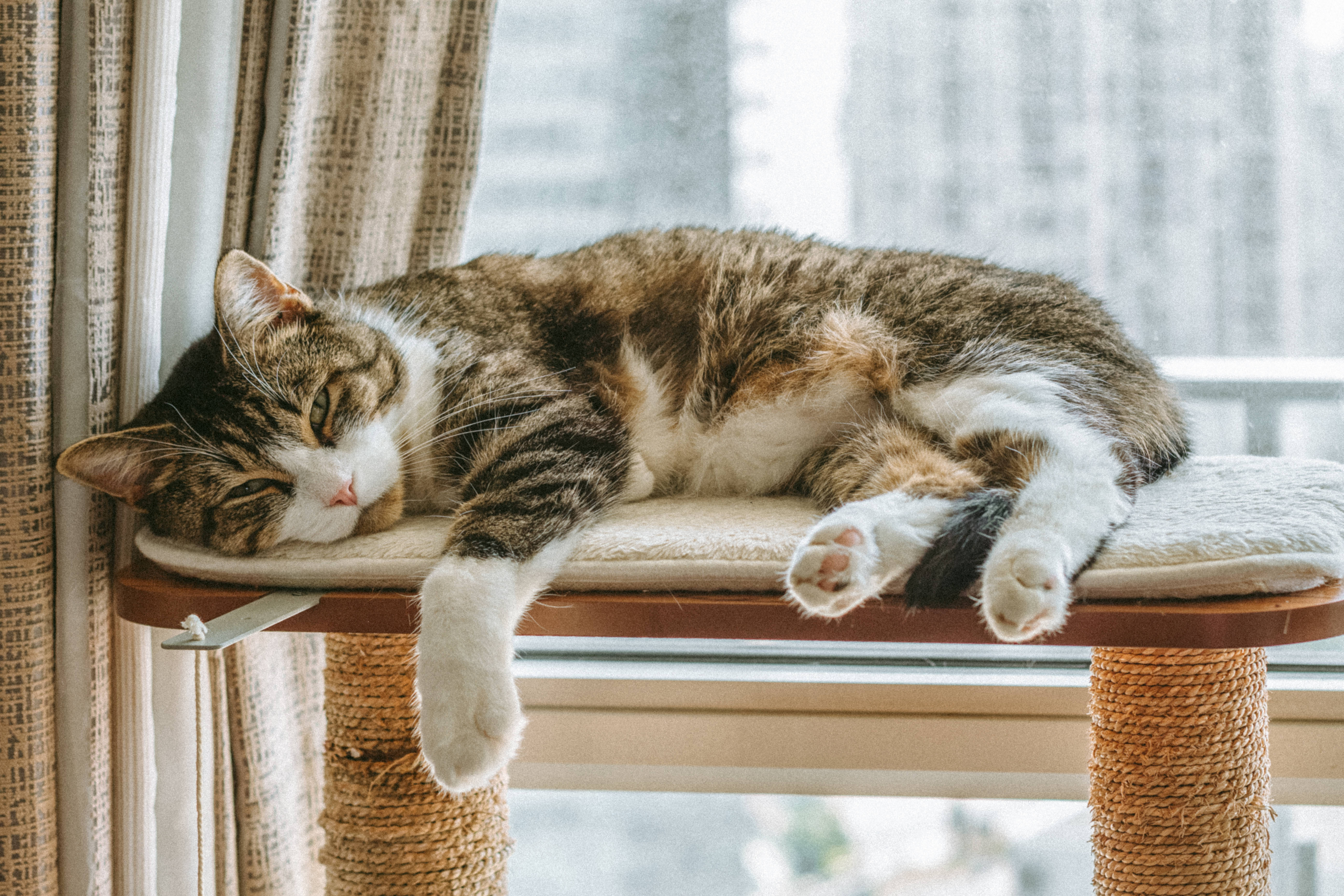 Katt som sover på datamaskin Bakgrunner