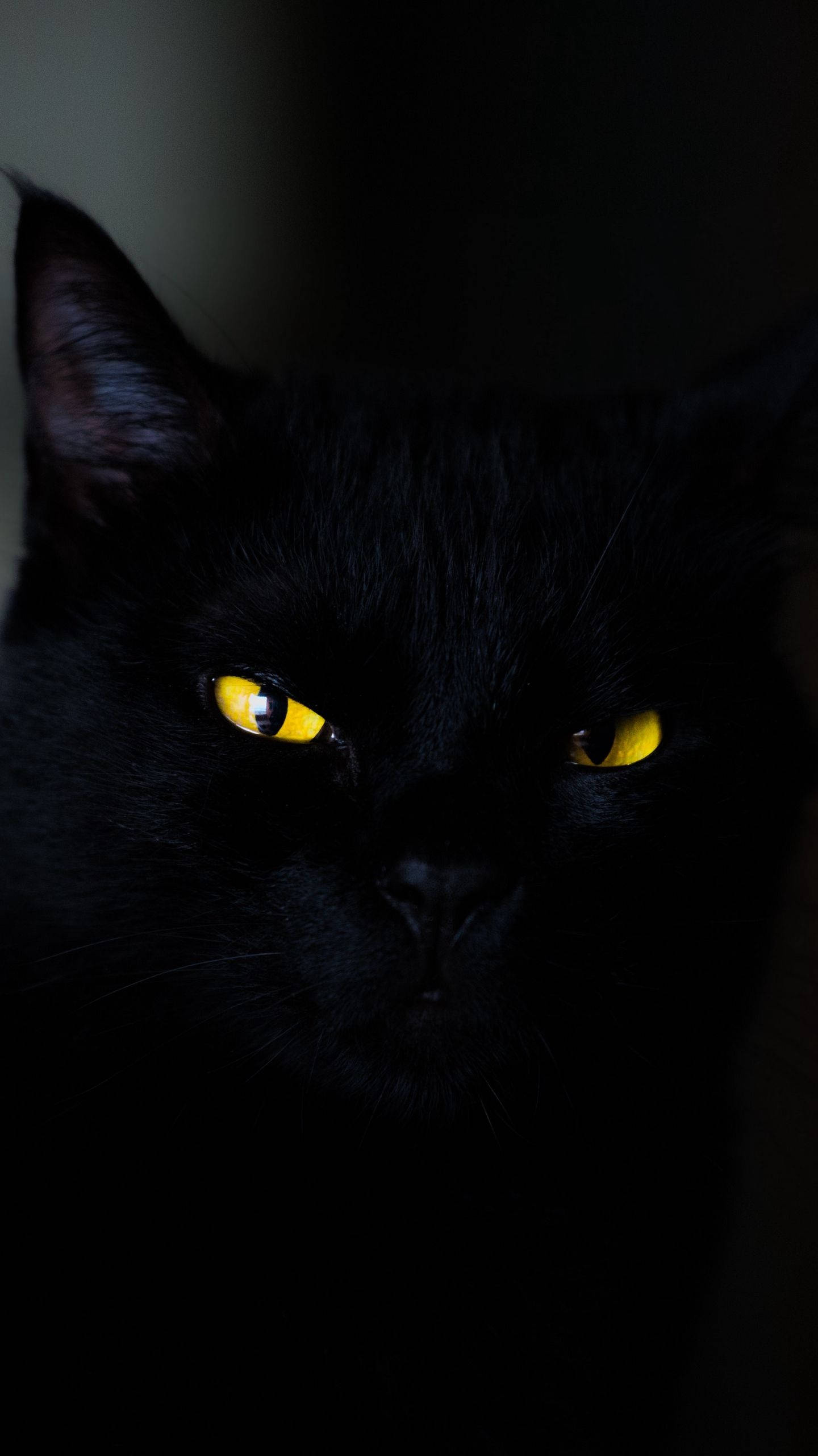 Katt Svart iPhone 6 Plus Bakgrunner