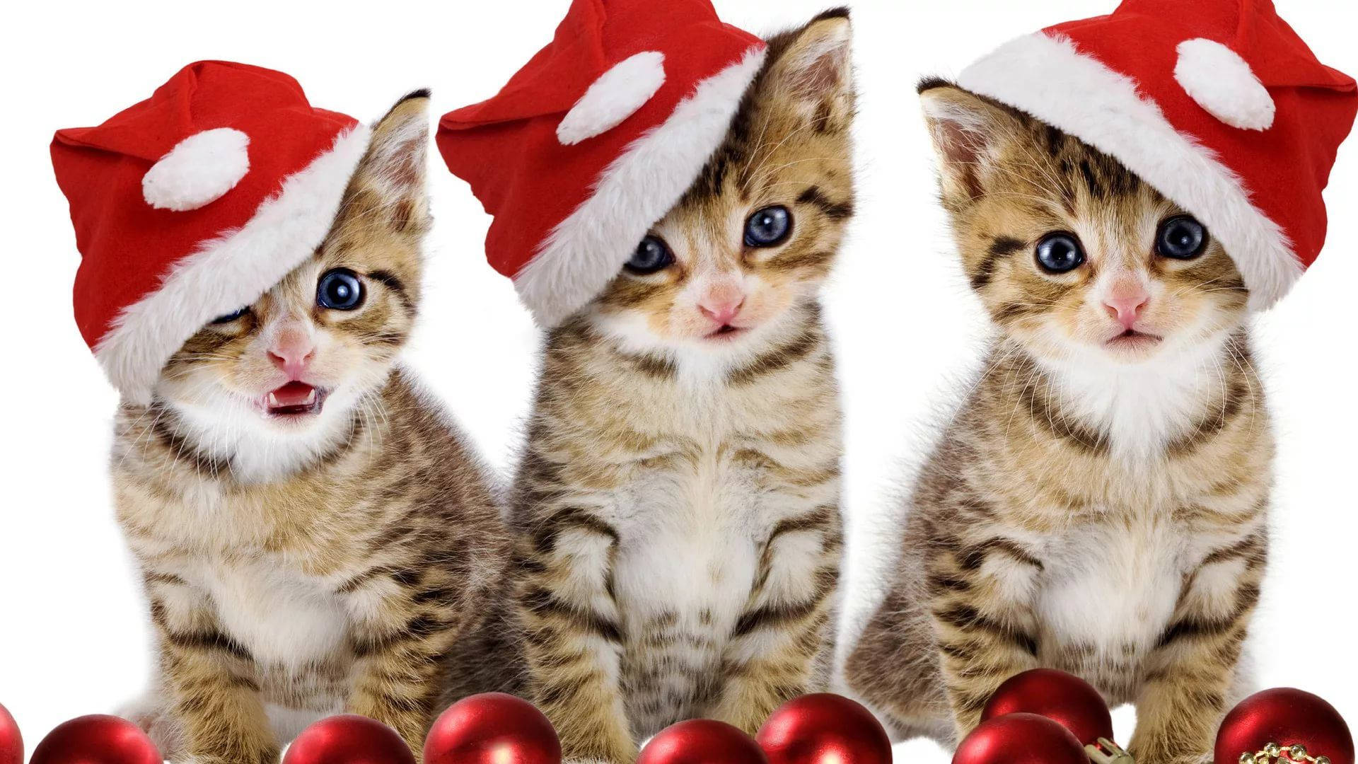 Katter med nisselue morsom jul Bakgrunner
