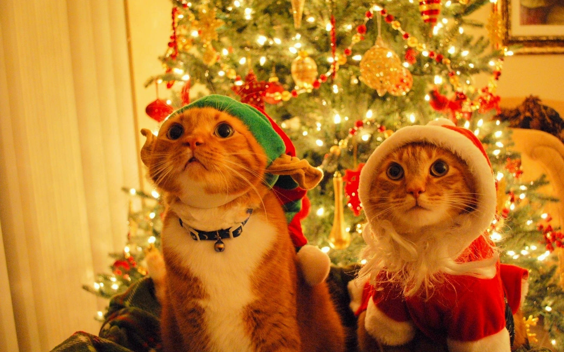 Katter med nisselue morsom jul Bakgrunner