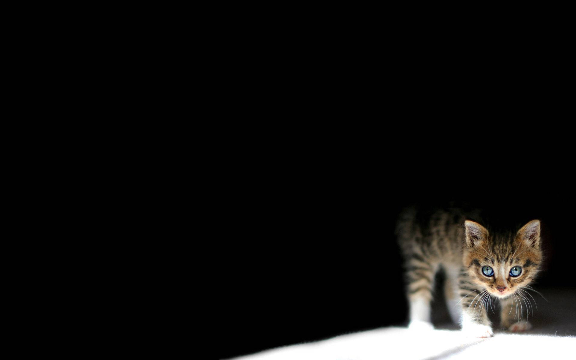 Kattunge I Mørket Bakgrunner