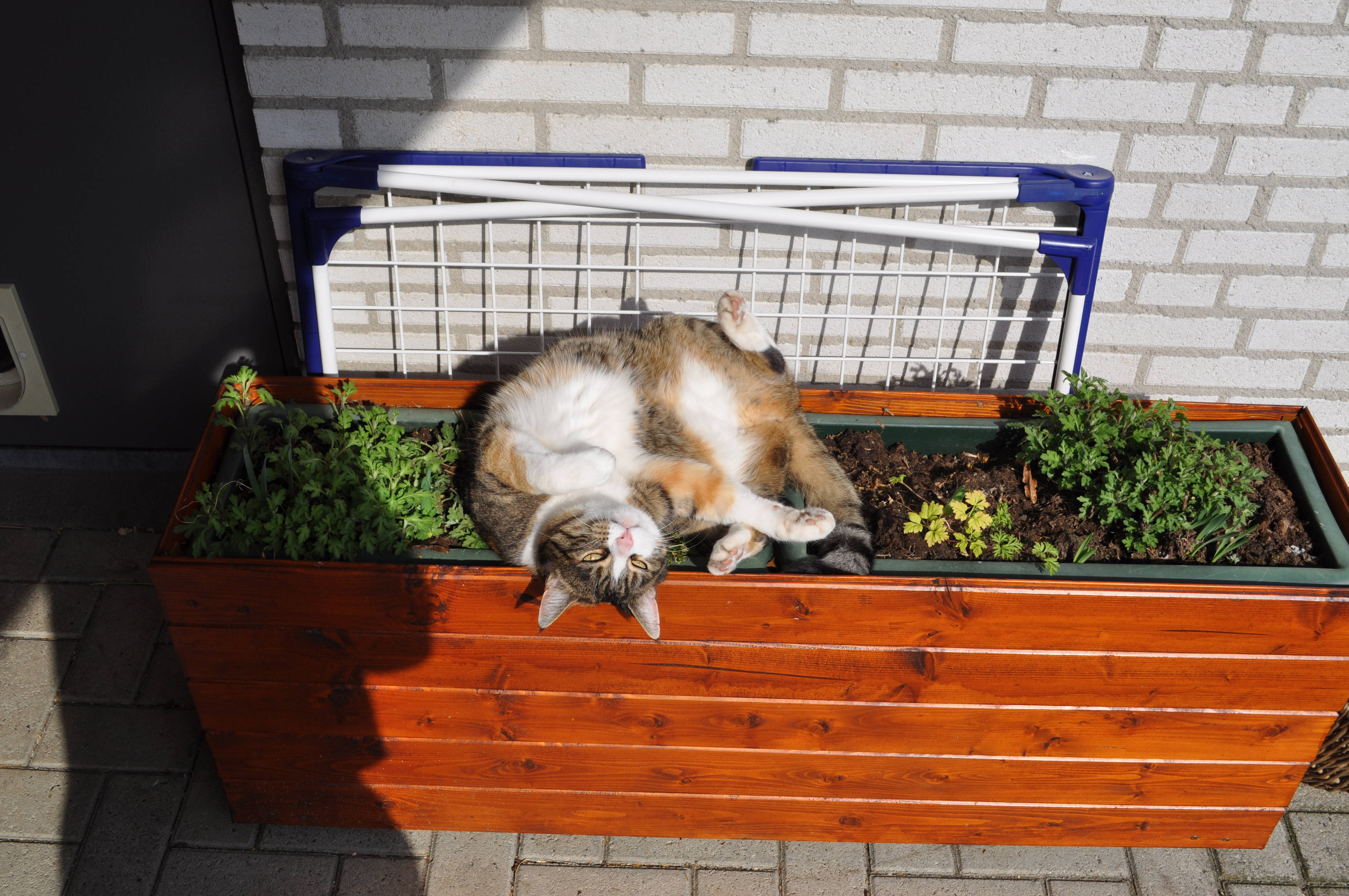 Kawaii katt på blomsterkasse Bakgrunner