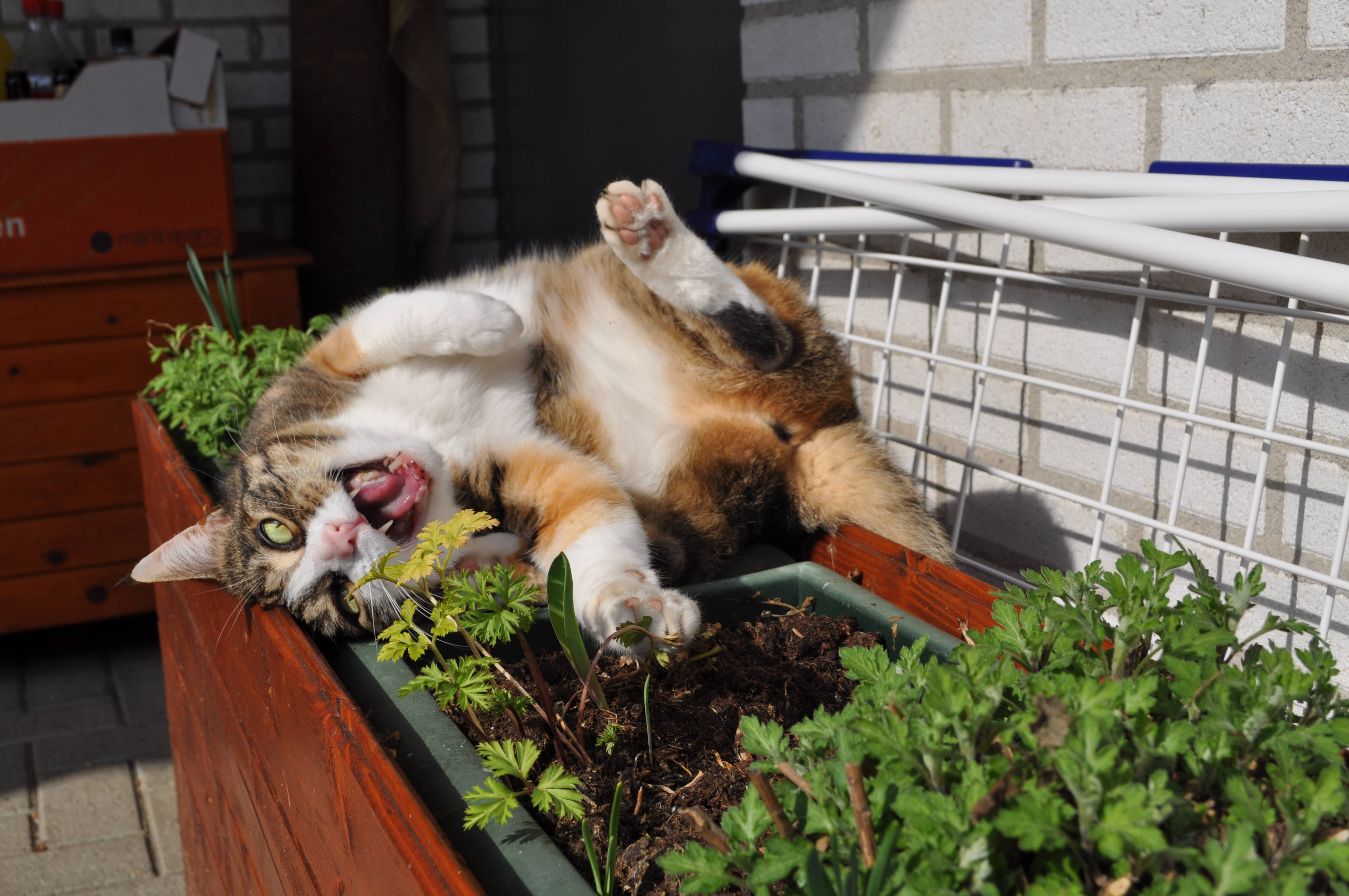 Kawaii katt som gjesper på blomsterkasse Bakgrunner